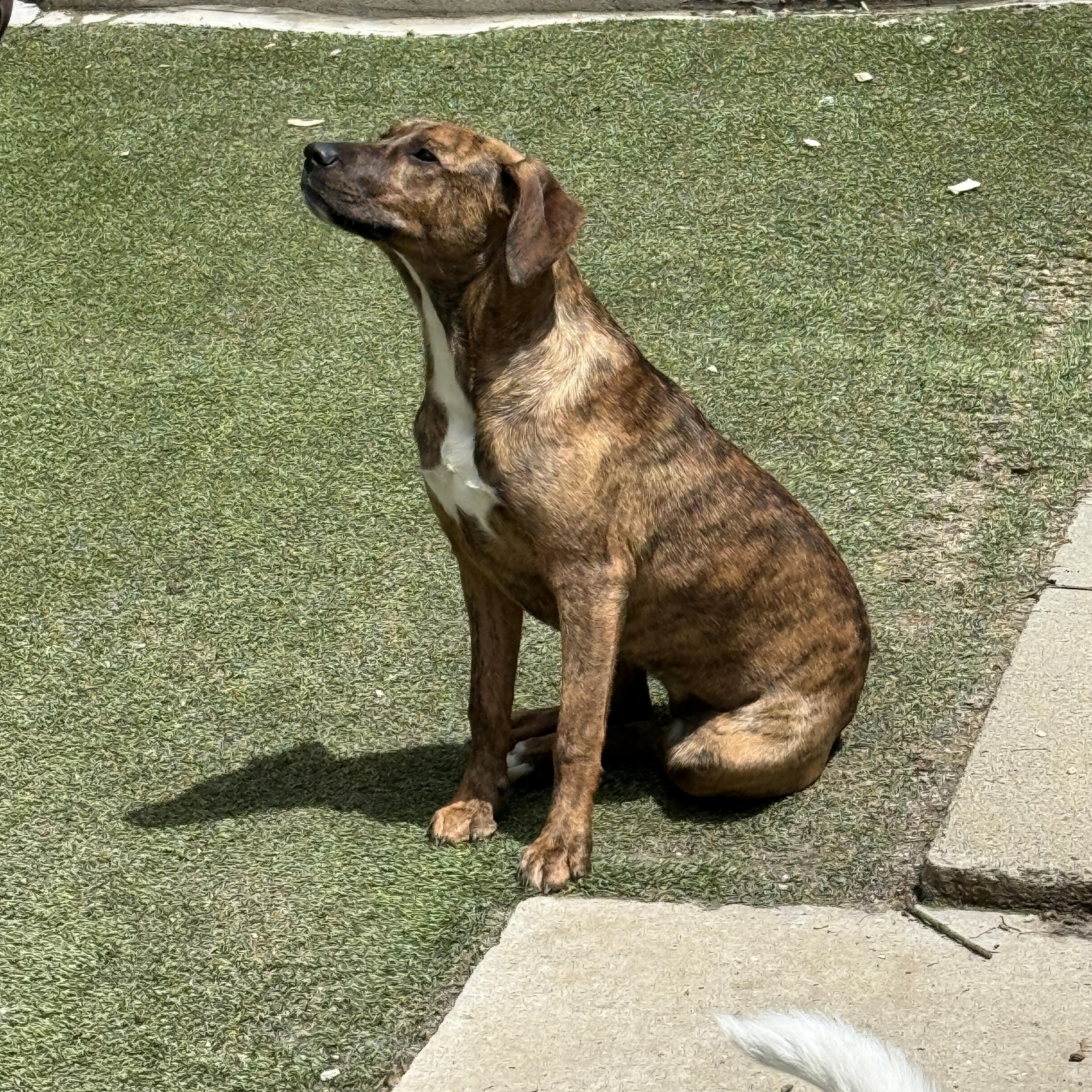 Annabelle, a ADOPTABLE mixed breed in Cortlandt Manor, NY image 3/4
