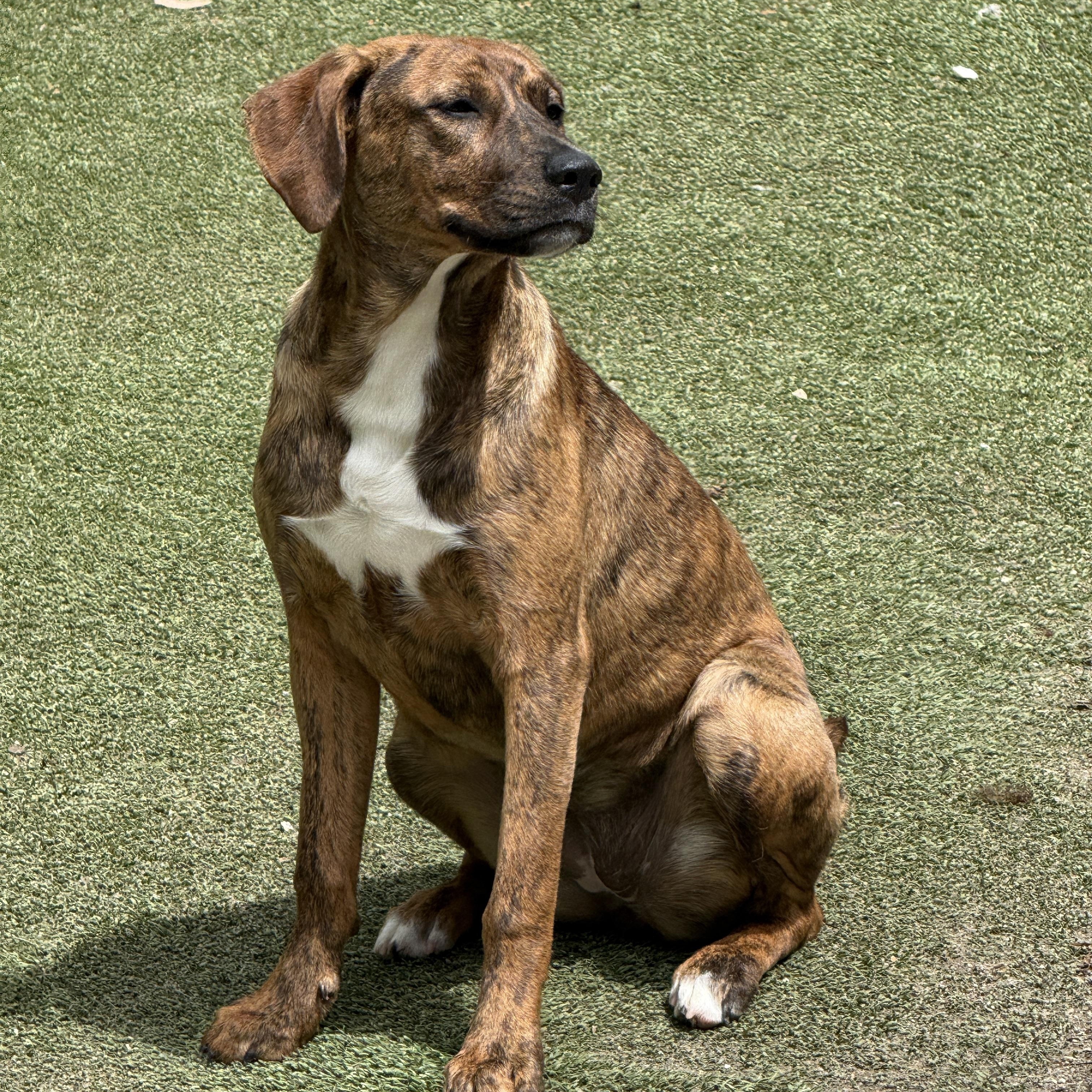 Annabelle, a ADOPTABLE mixed breed in Cortlandt Manor, NY image 2/4