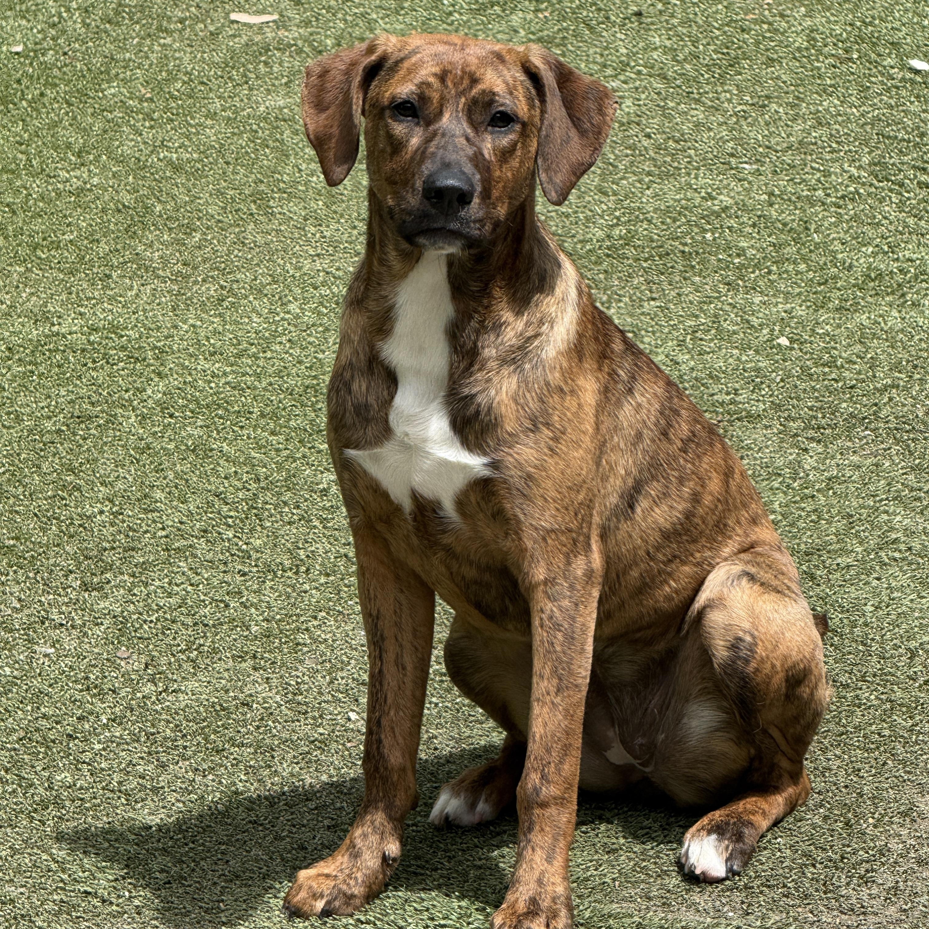 Annabelle, ADOPTABLE, Young Female Labrador Retriever & Hound.
