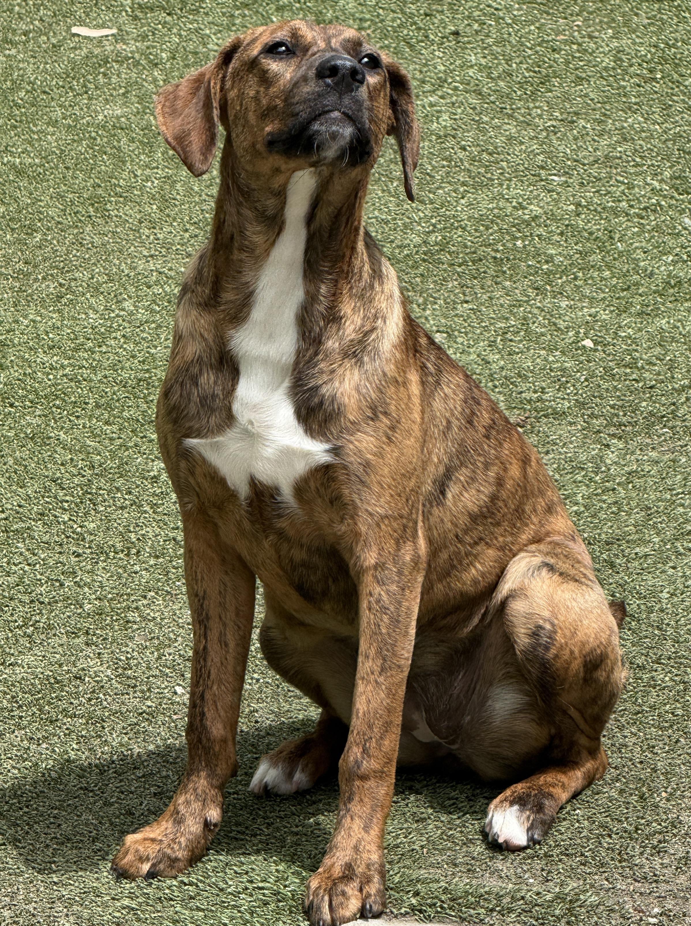 Annabelle, a ADOPTABLE mixed breed in Cortlandt Manor, NY image 4/4