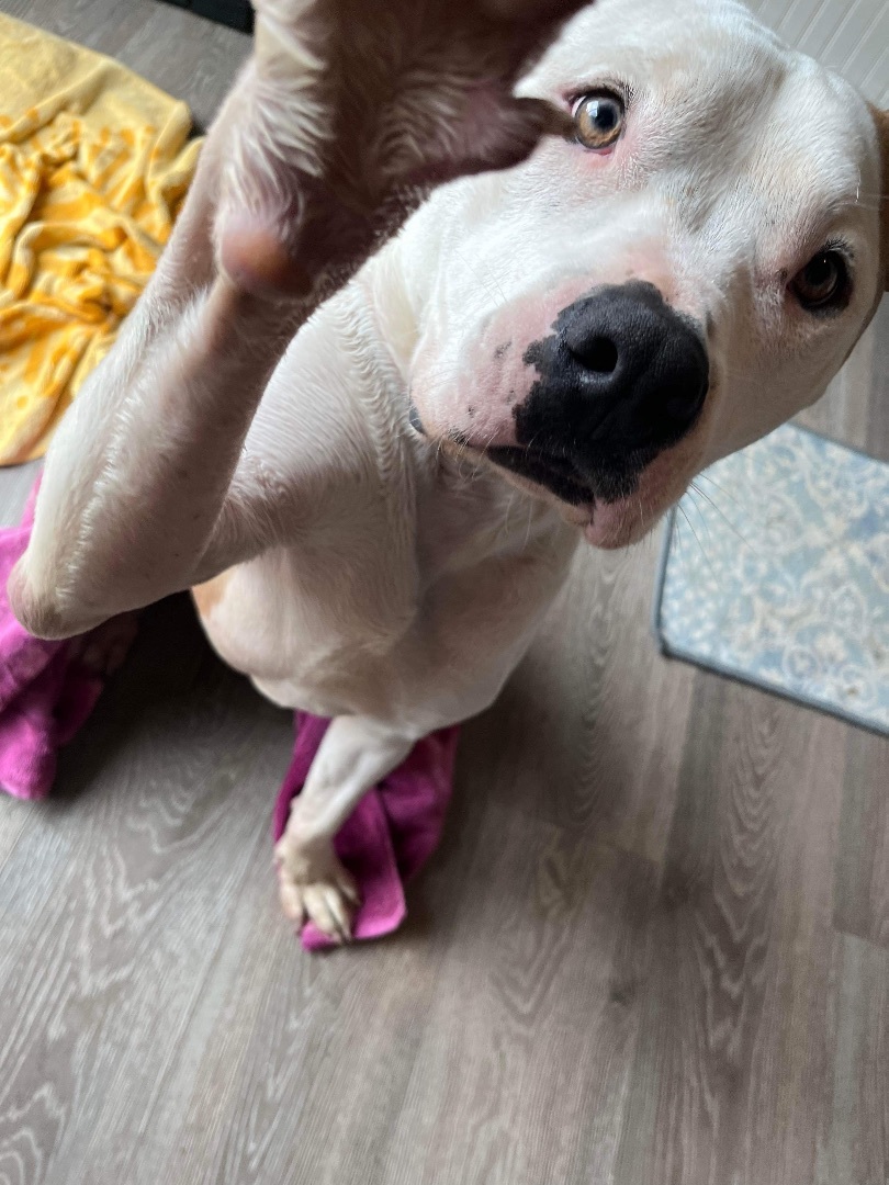 Enlarge Vinny (Foster Needed), a Adoptable mixed breed in Indianapolis, IN image 11/14