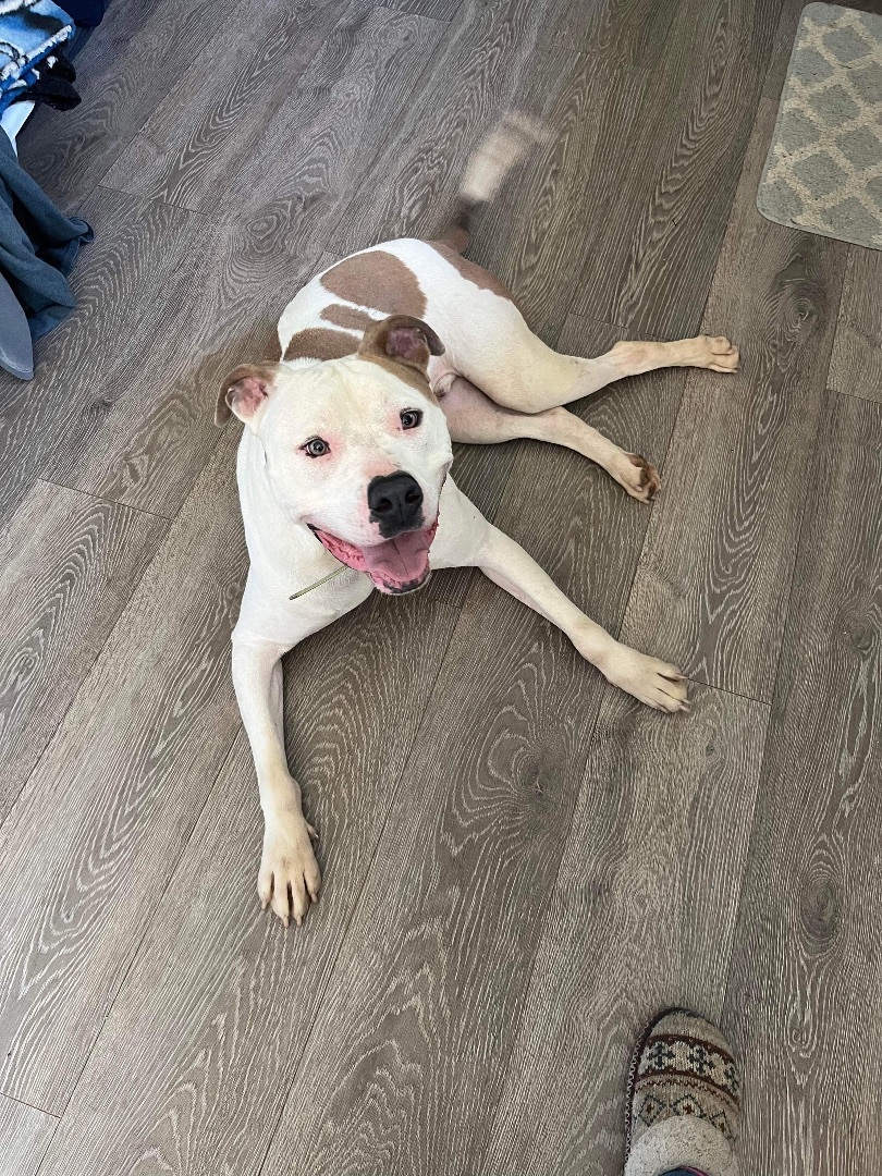 Enlarge Vinny (Foster Needed), a Adoptable mixed breed in Indianapolis, IN image 12/14