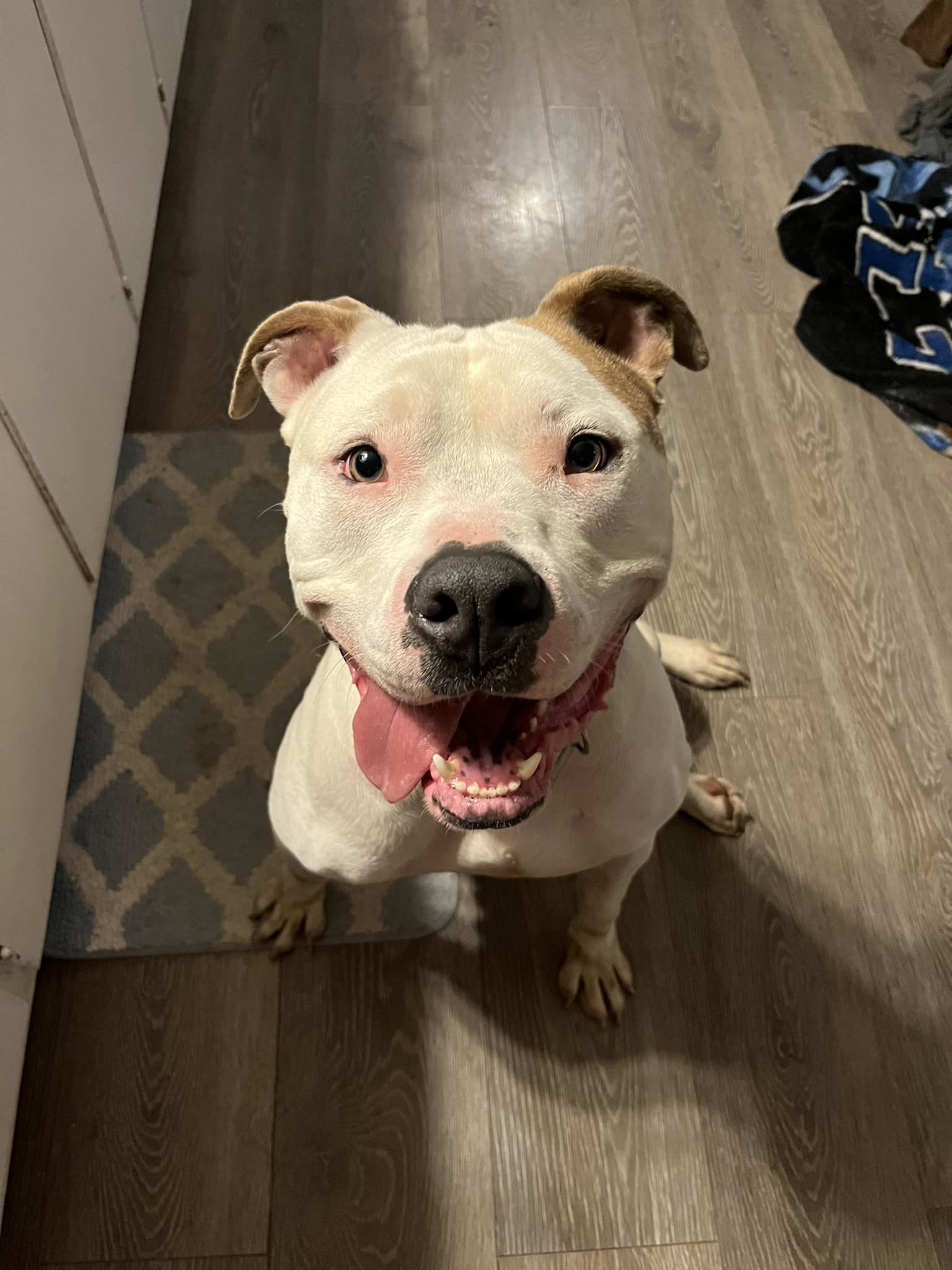 Enlarge Vinny (Foster Needed), a Adoptable mixed breed in Indianapolis, IN image 13/14