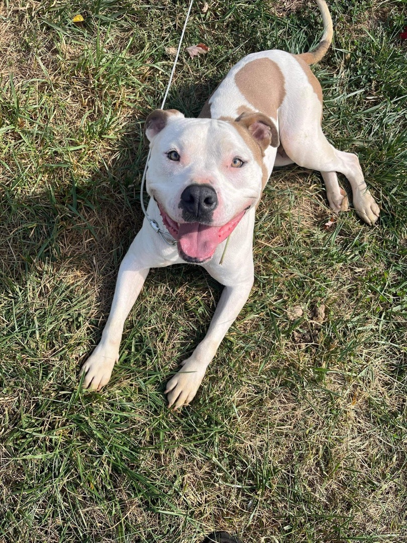 Enlarge Vinny (Foster Needed), a Adoptable mixed breed in Indianapolis, IN image 10/14