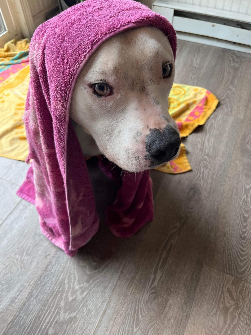 Enlarge Vinny (Foster Needed), a Adoptable mixed breed in Indianapolis, IN image 14/14