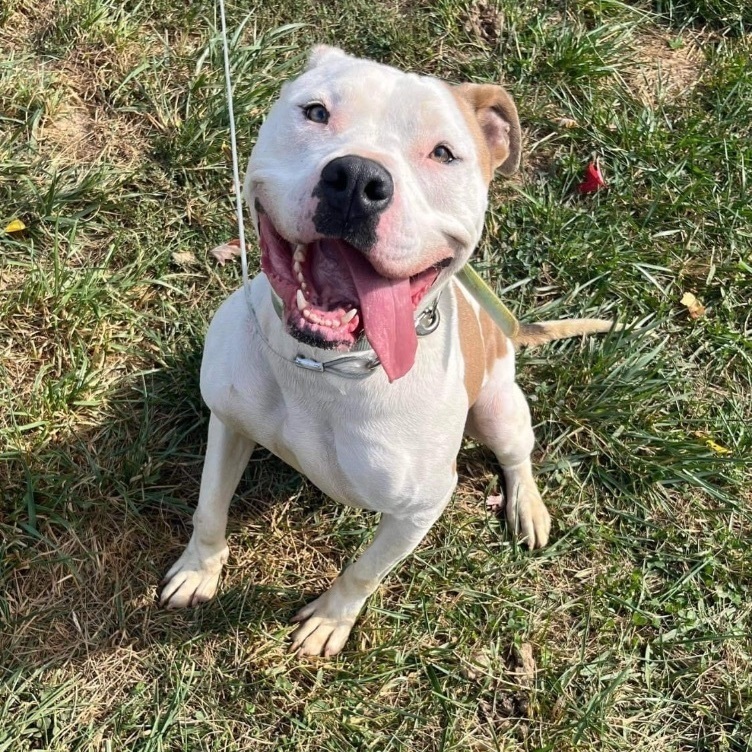 Vinny (Foster Needed), Adoptable, Adult Male American Bulldog.