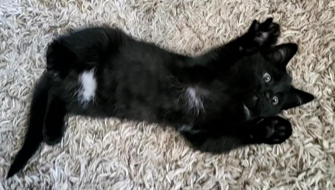 Azelea, a Adopted Domestic Medium Hair in Saint Paul, MN image 5/5