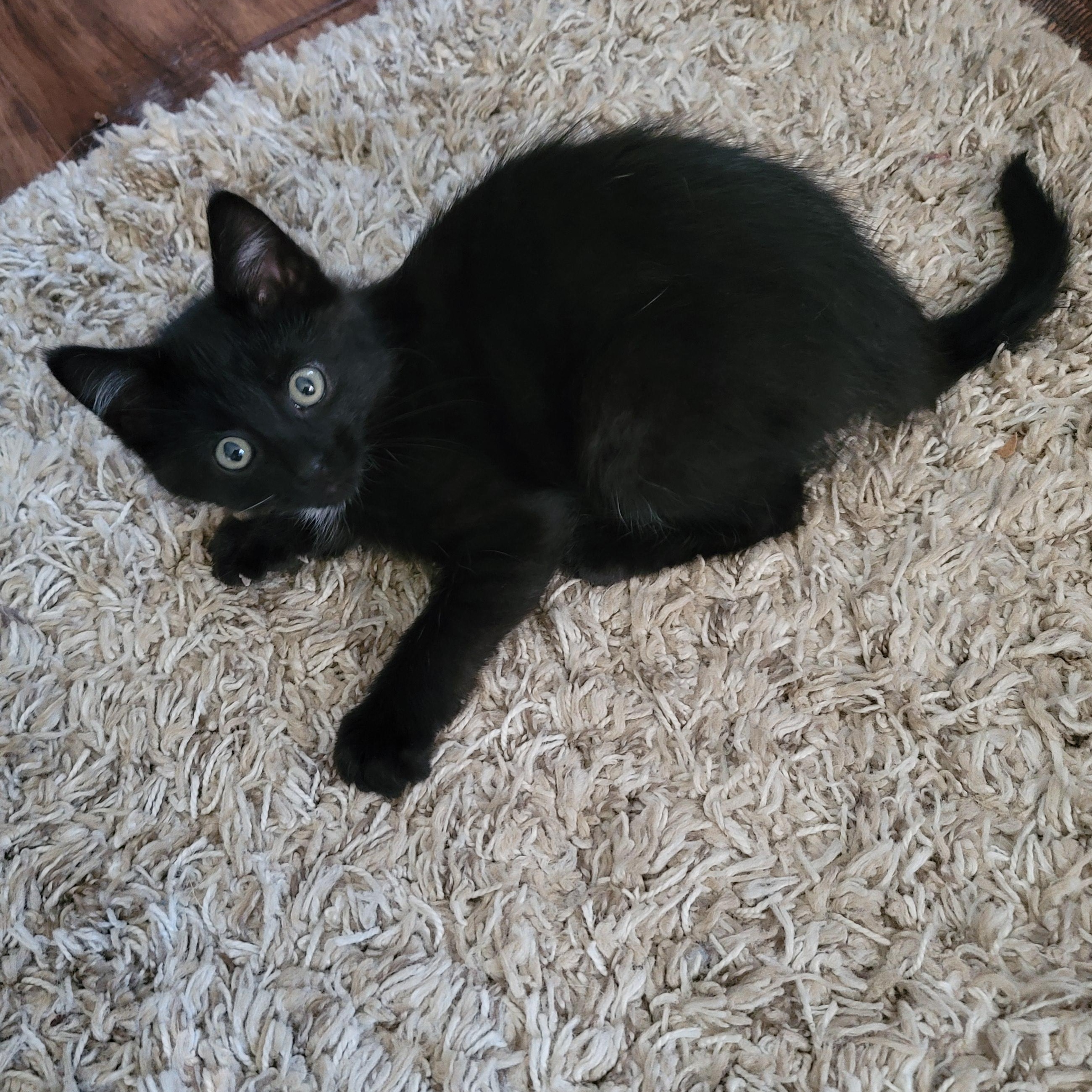 Azelea, a Adopted Domestic Medium Hair in Saint Paul, MN image 3/5