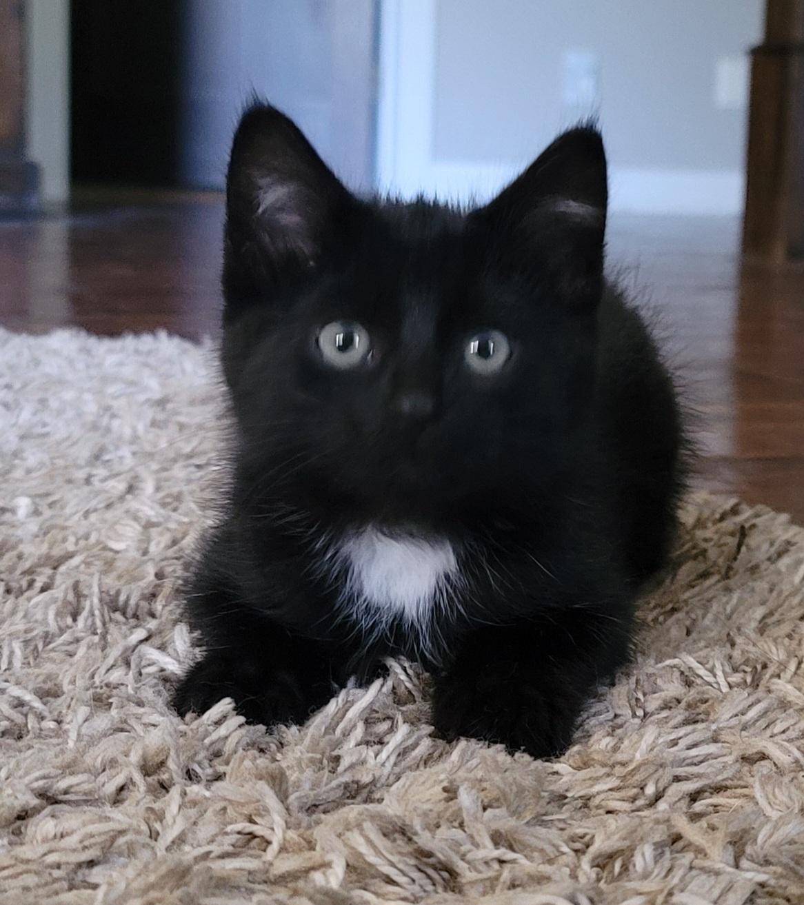 Azelea, a Adopted Domestic Medium Hair in Saint Paul, MN image 2/5