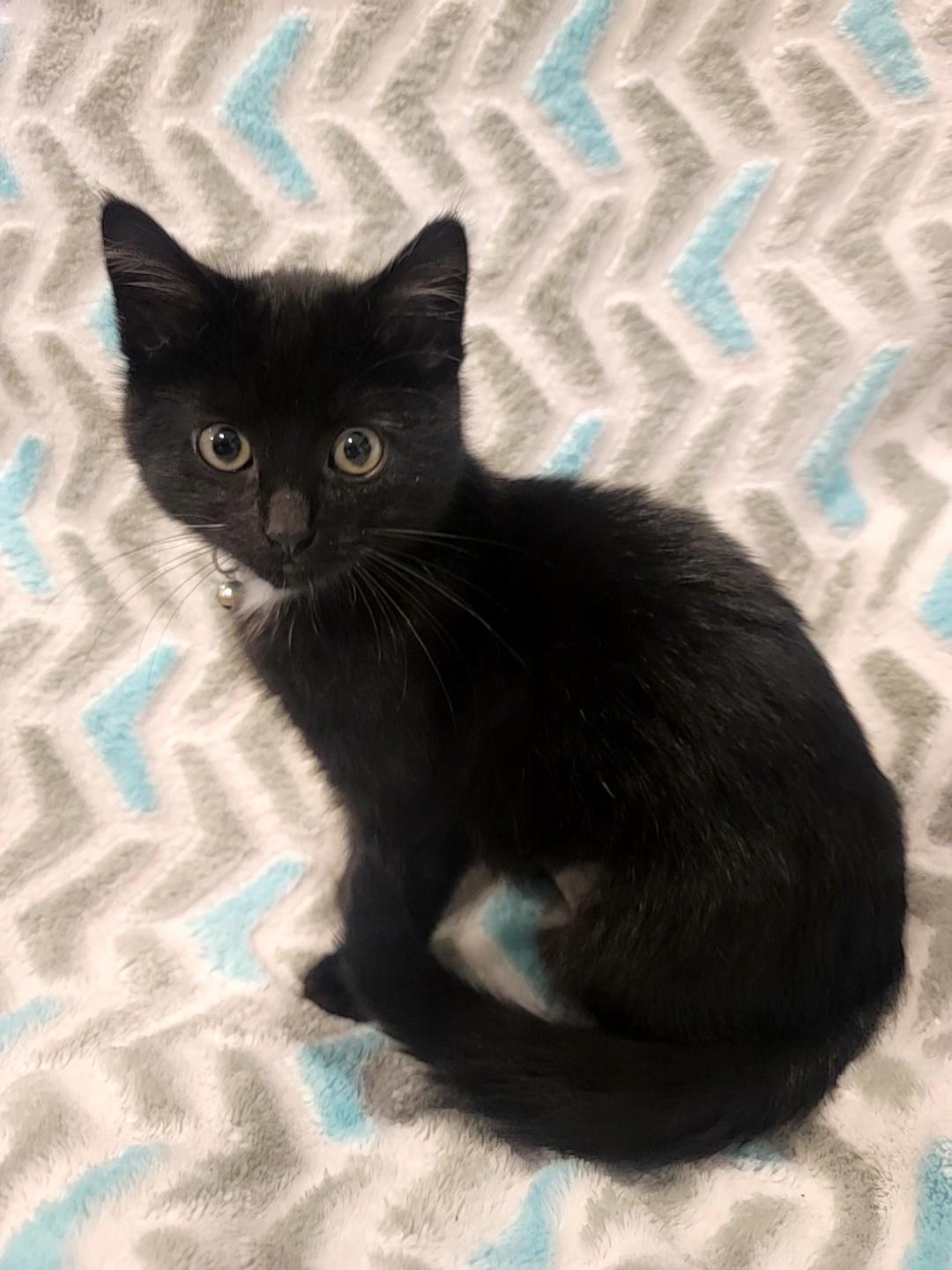 Azelea, a Adopted Domestic Medium Hair in Saint Paul, MN image 1/5