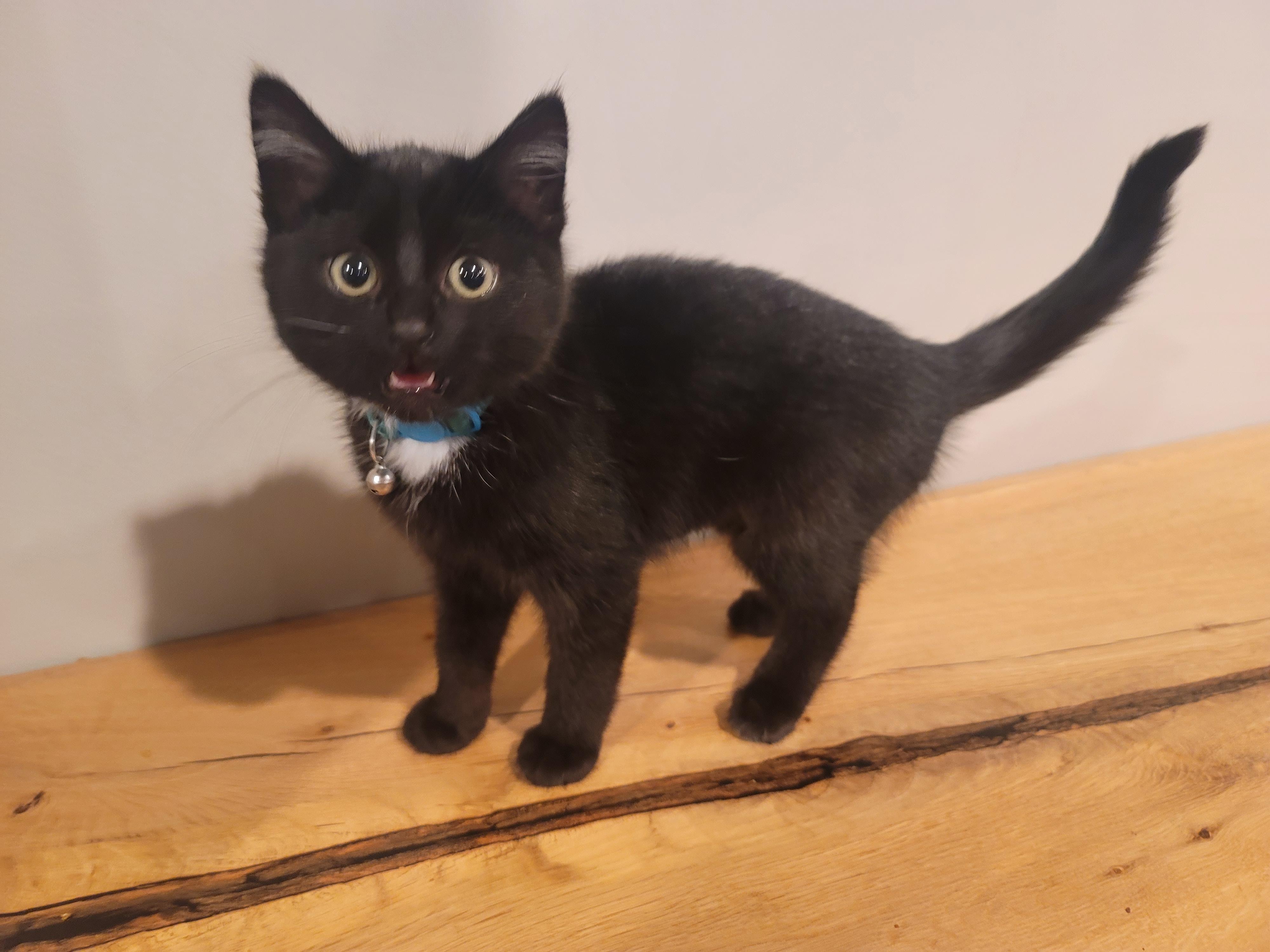 Azelea, a Adopted Domestic Medium Hair in Saint Paul, MN image 4/5