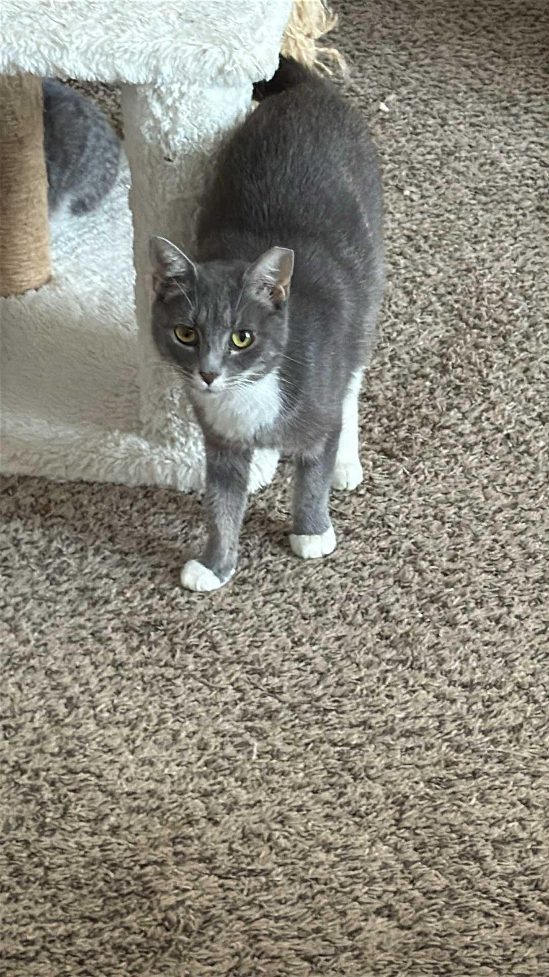 Sadie, Adoptable, Adult Female Domestic Short Hair.