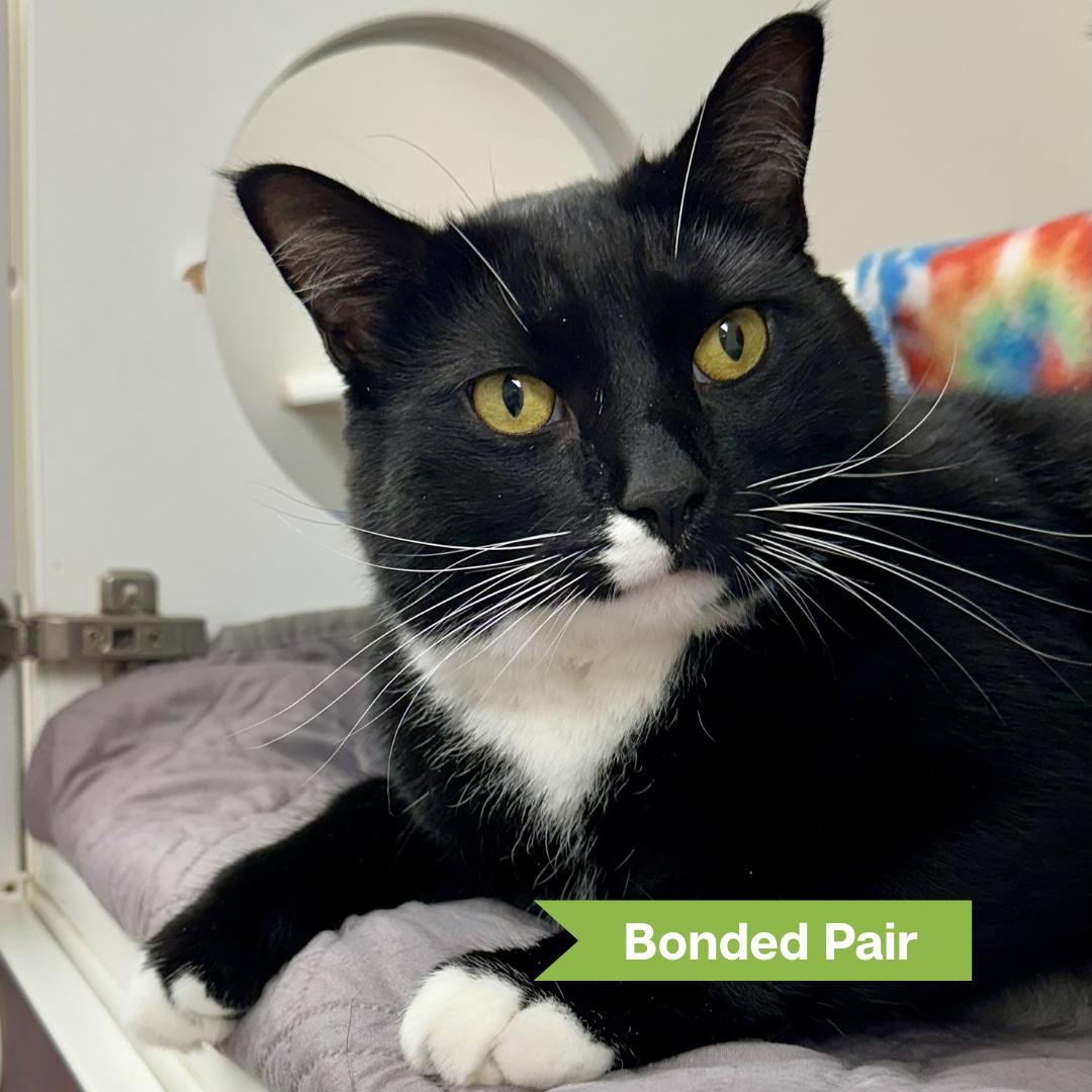 Walker (bonded w/ Roxie)