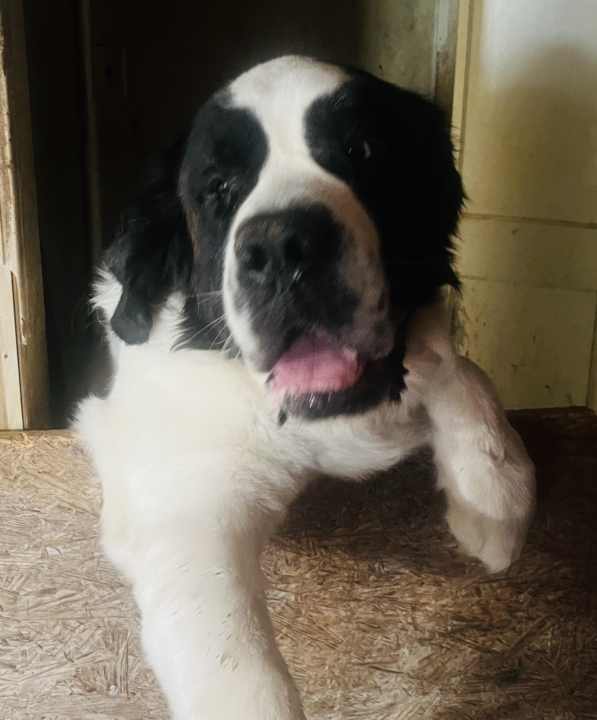 Enlarge Nova, an adopted Saint Bernard in Magnolia, TX image 2/3