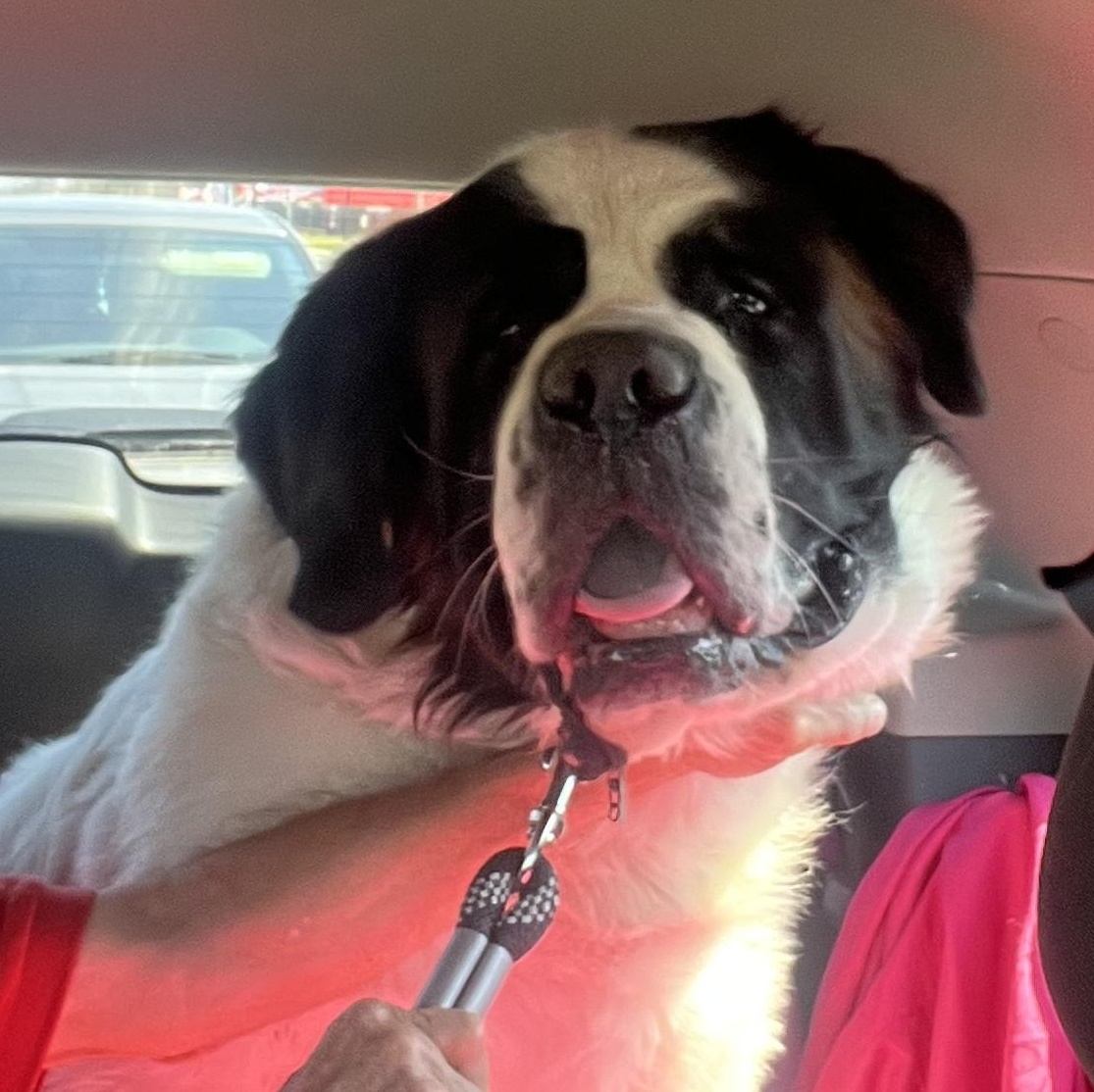 Enlarge Nova, an adopted Saint Bernard in Magnolia, TX image 1/3