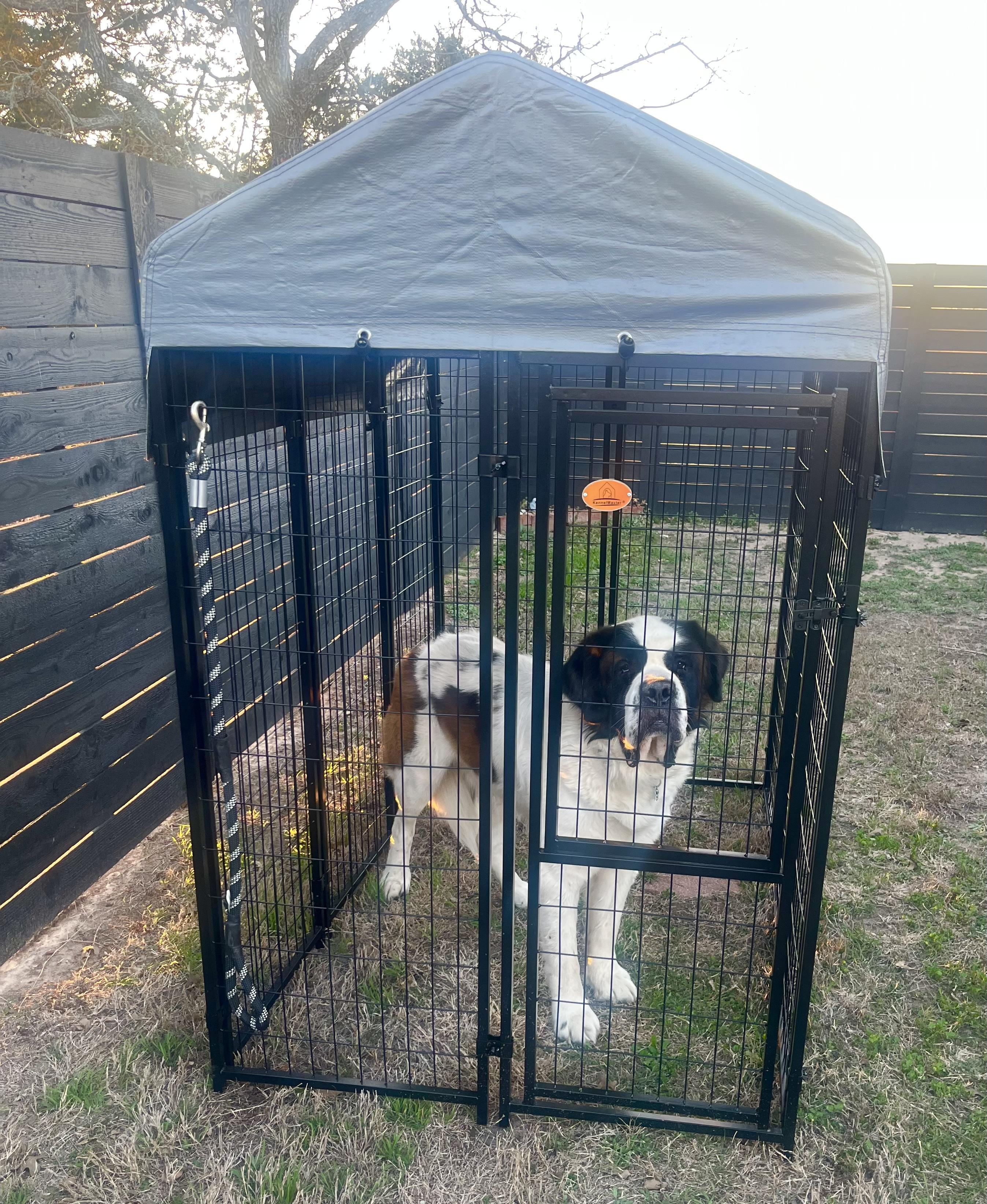 Enlarge Nova, an adopted Saint Bernard in Magnolia, TX image 3/3