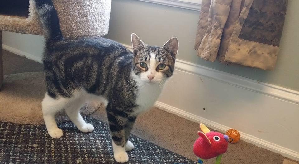 Paco, a Adoptable mixed breed in Allentown, PA image 1/6