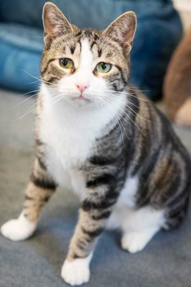 Paco, a Adoptable mixed breed in Allentown, PA image 3/6