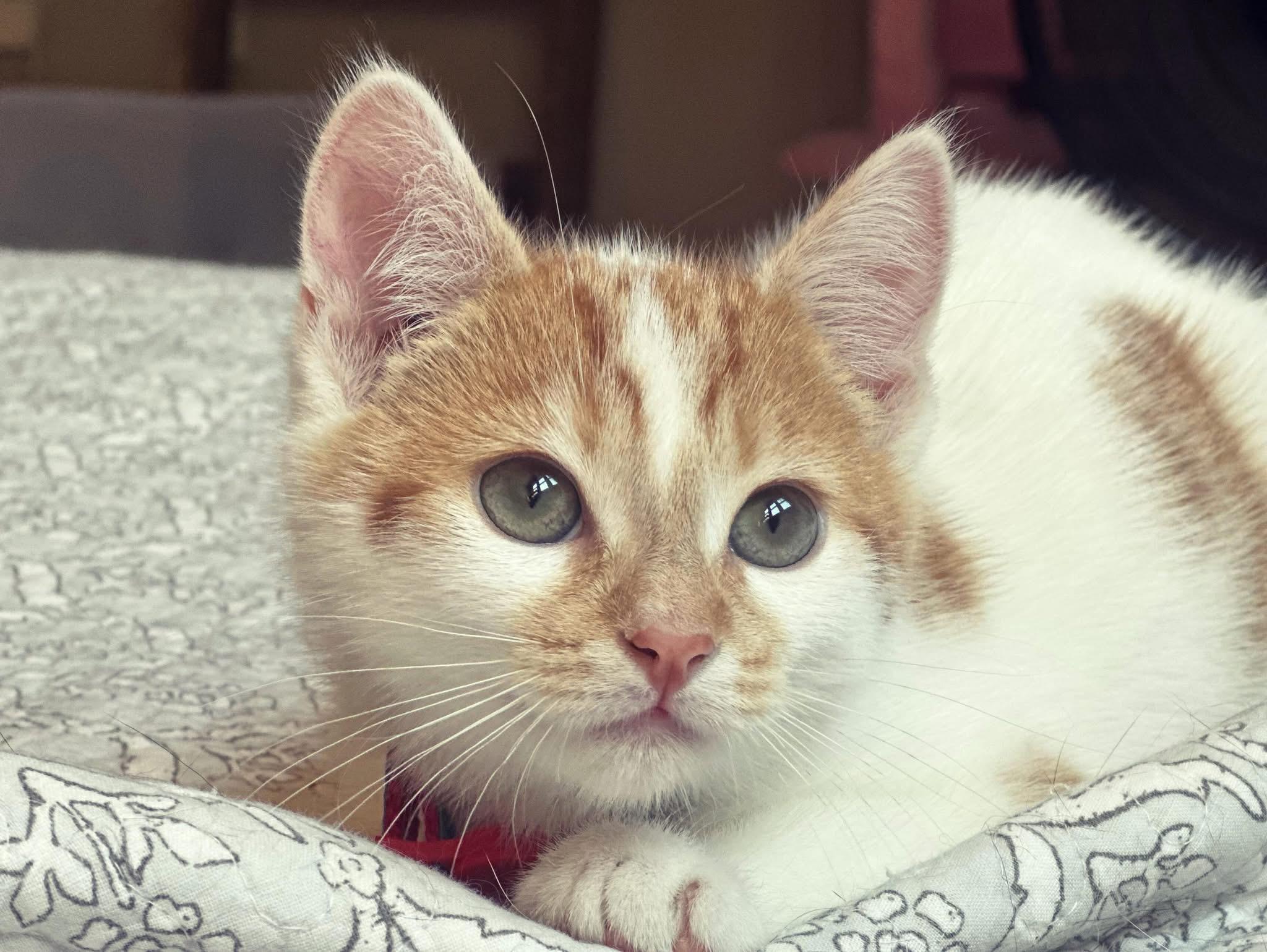 Enlarge Tatum, a ADOPTABLE Domestic Short Hair in Canton, MA image 1/1