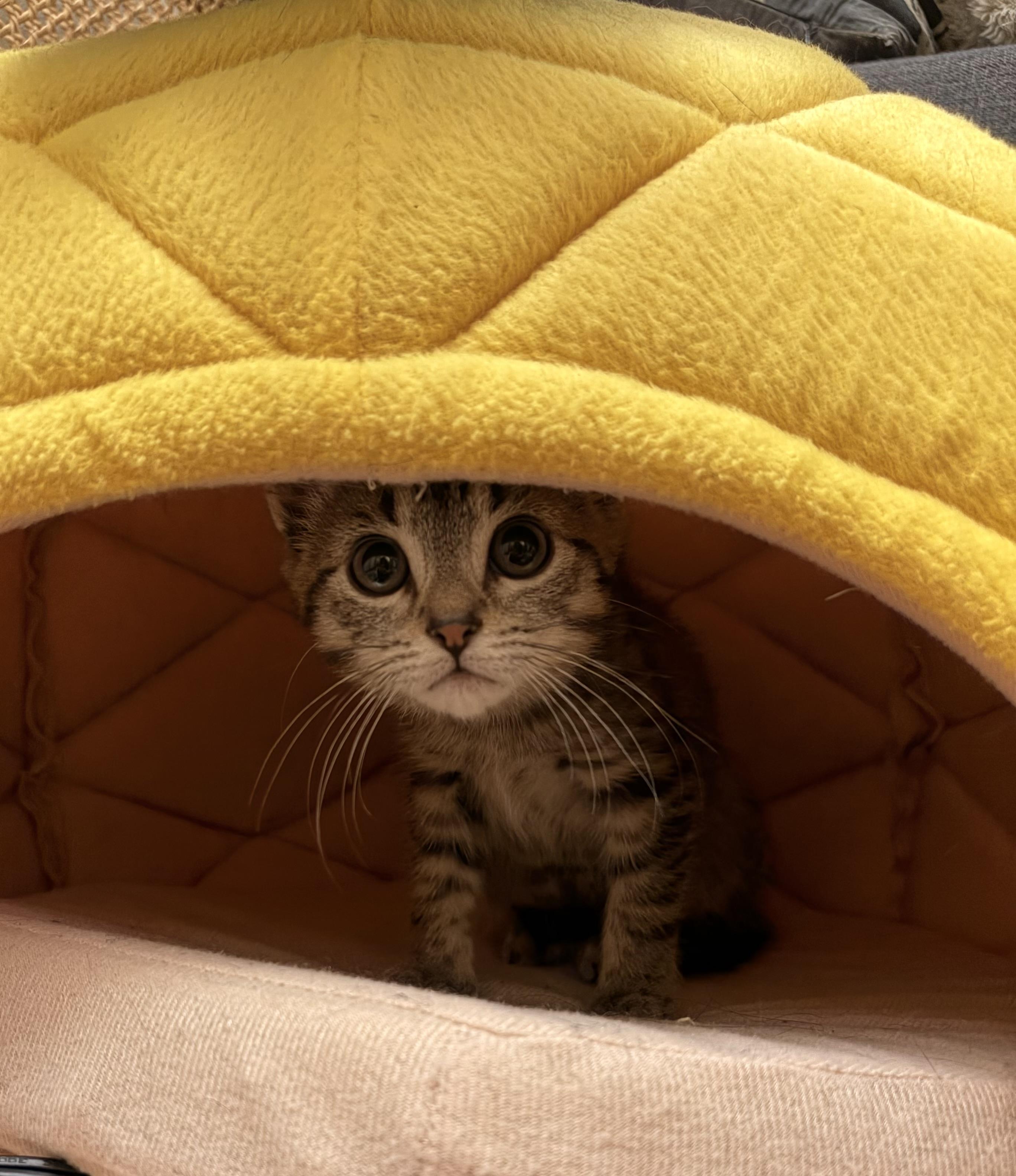 Enlarge Toddy, a ADOPTABLE Domestic Short Hair in Mount Juliet, TN image 3/4