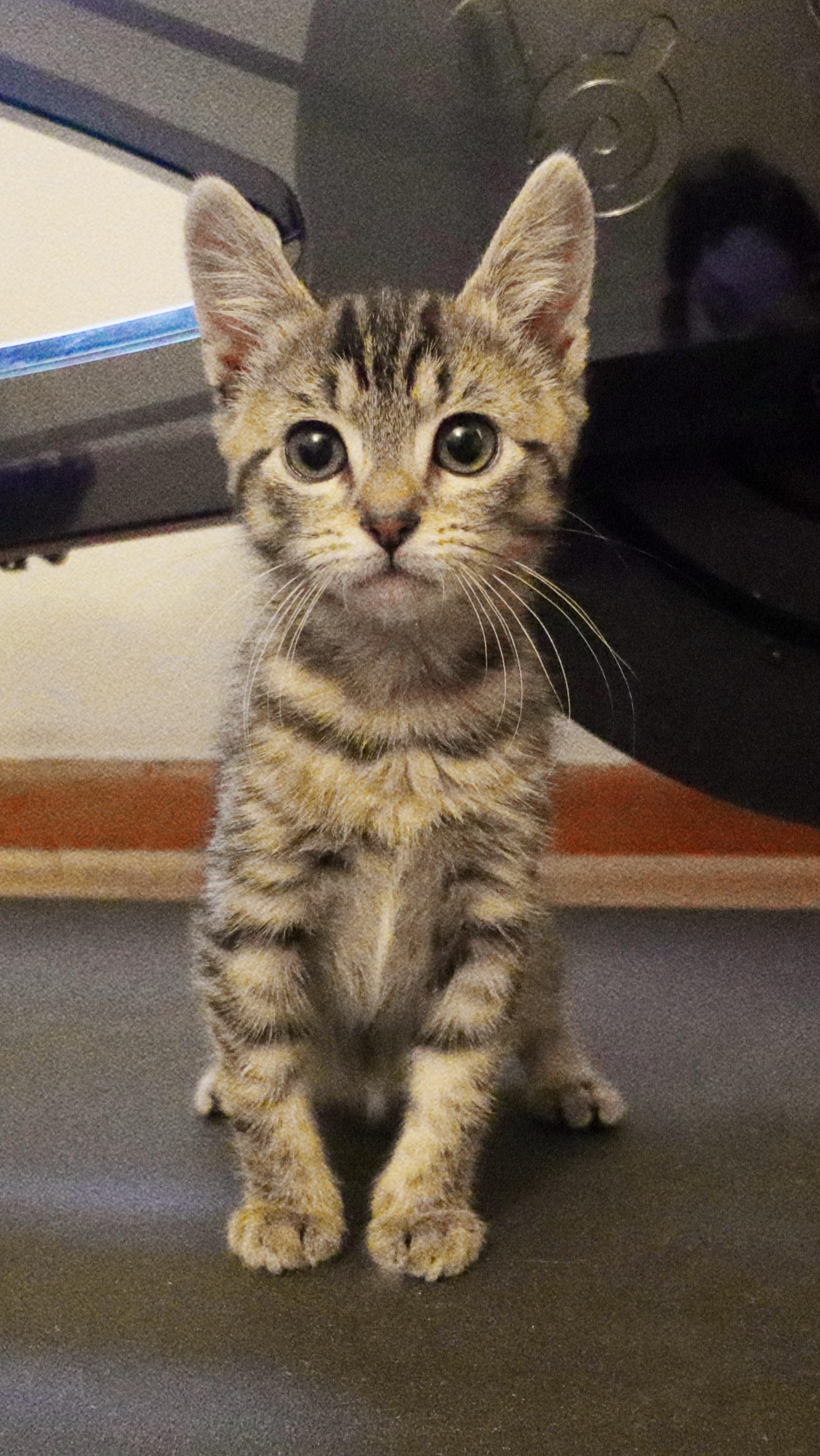 Enlarge Toddy, a ADOPTABLE Domestic Short Hair in Mount Juliet, TN image 4/4