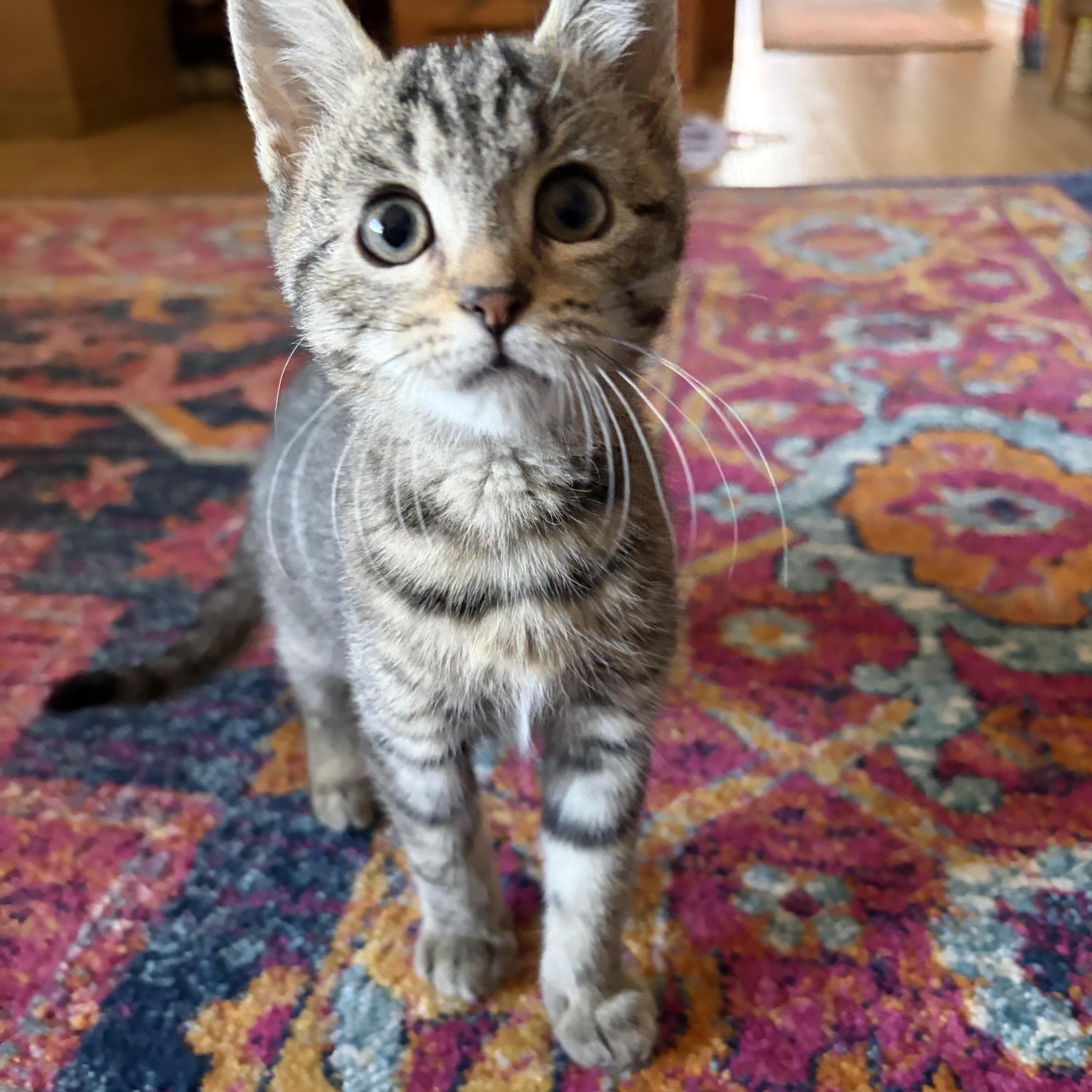 Enlarge Toddy, a ADOPTABLE Domestic Short Hair in Mount Juliet, TN image 2/4