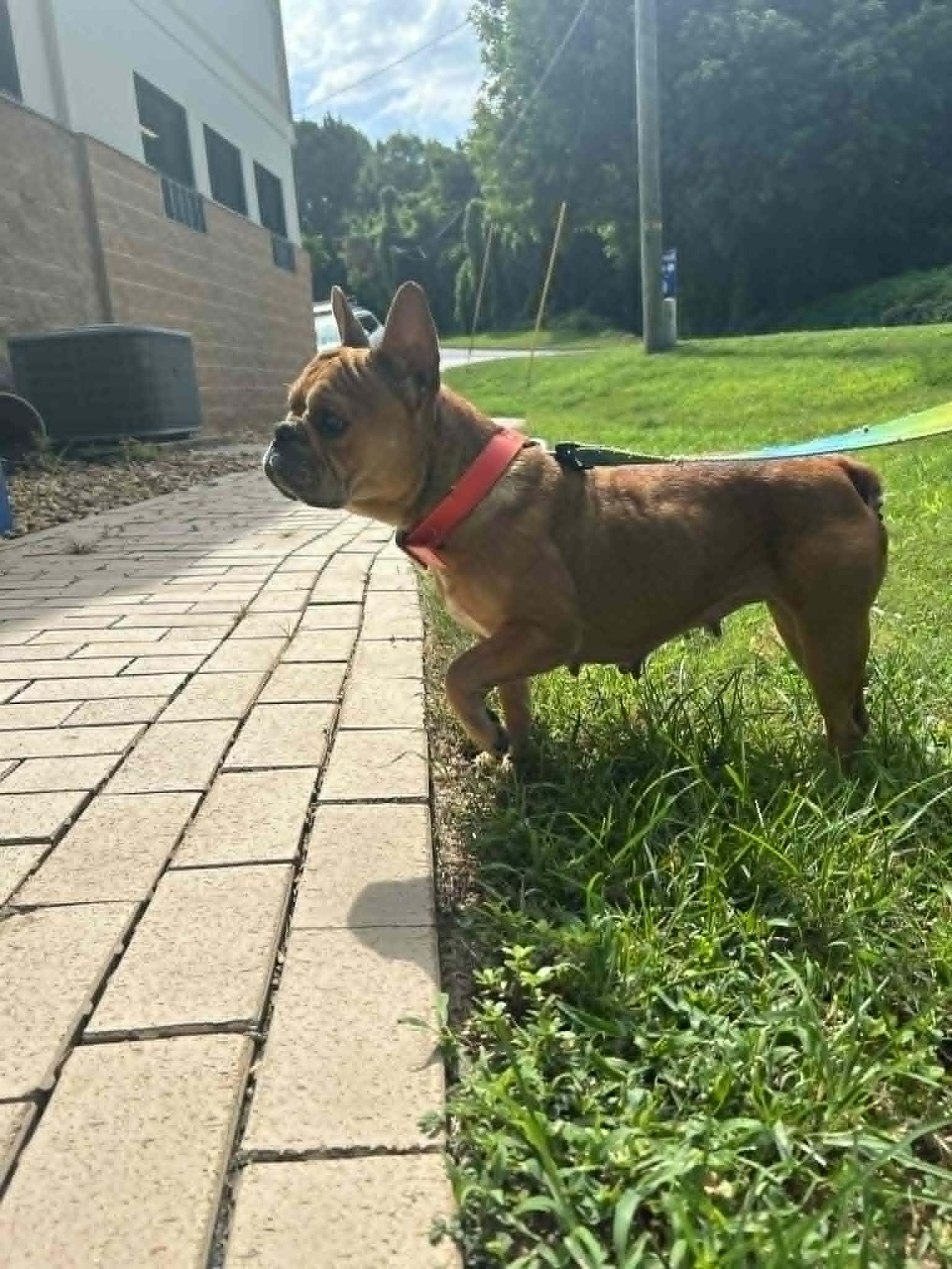 STELLA, Adoptable, Adult Female French Bulldog.