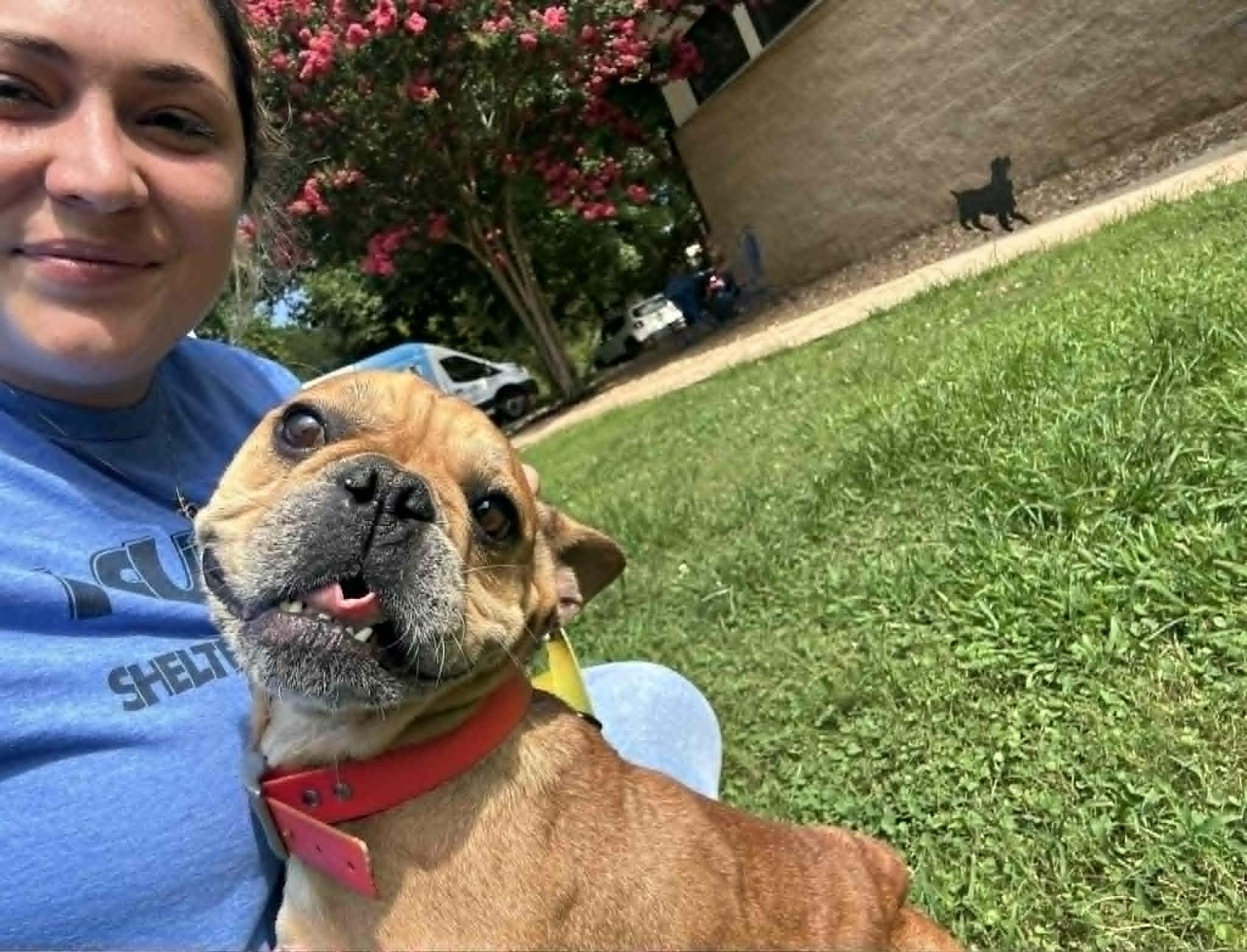 STELLA, a Adoptable French Bulldog in Bradenton, FL image 2/6