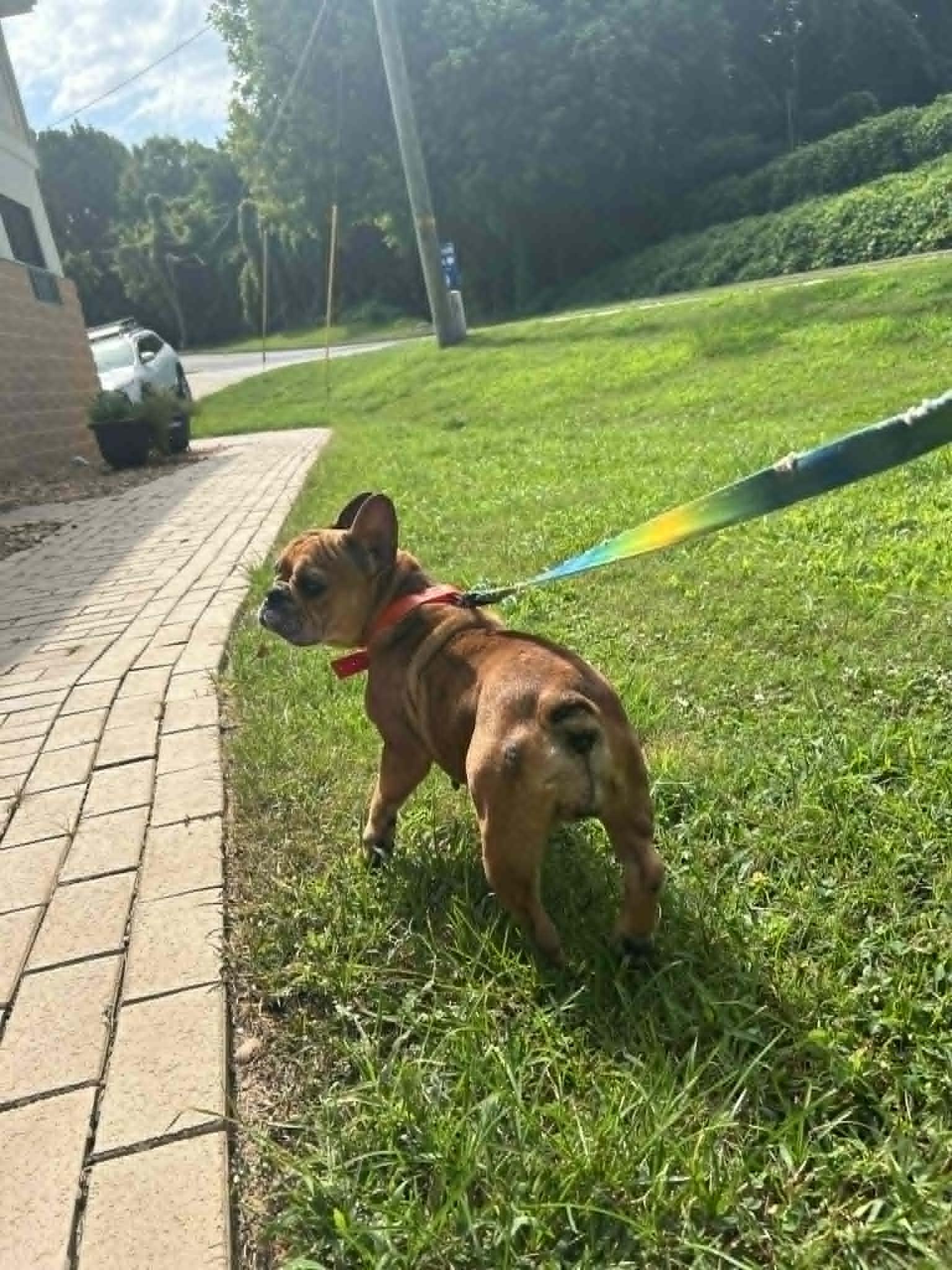 STELLA, a Adoptable French Bulldog in Bradenton, FL image 3/6