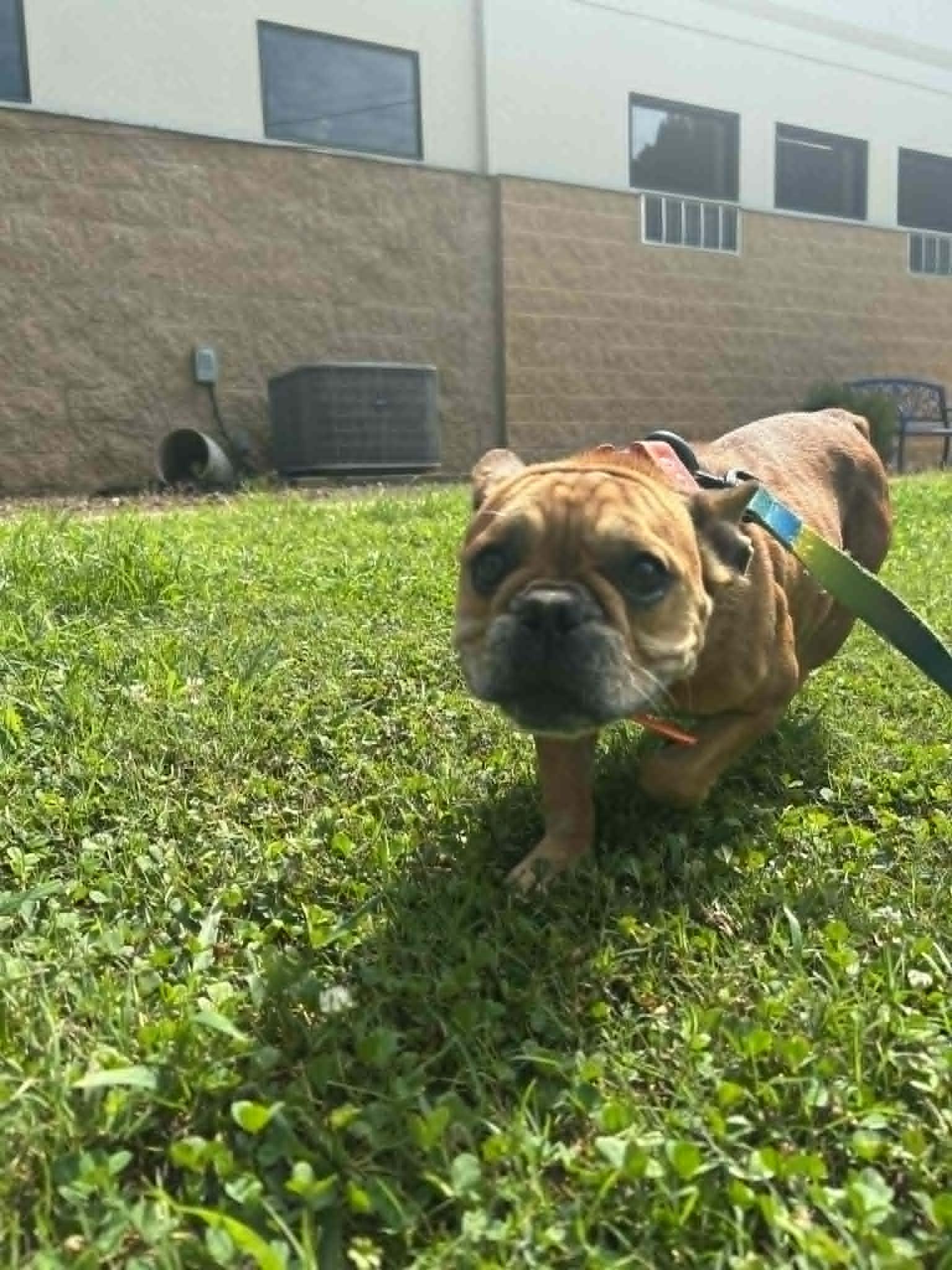 STELLA, a Adoptable French Bulldog in Bradenton, FL image 4/6