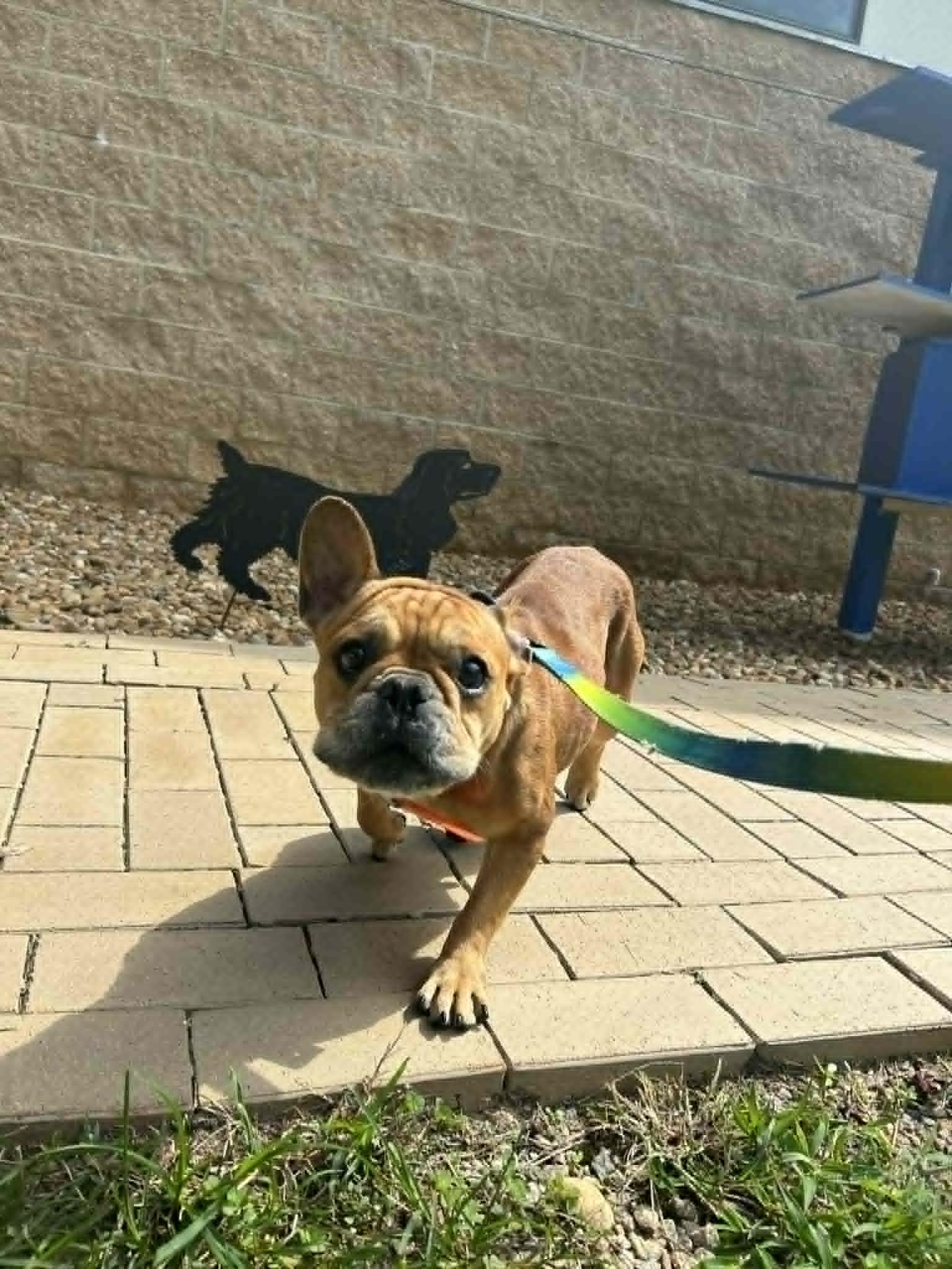 STELLA, a Adoptable French Bulldog in Bradenton, FL image 5/6