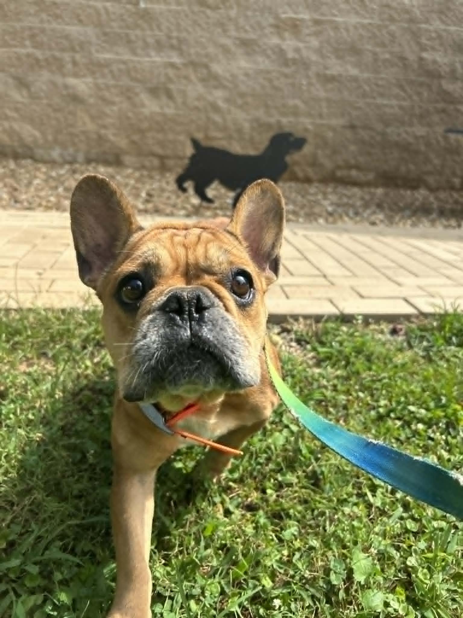 STELLA, a Adoptable French Bulldog in Bradenton, FL image 6/6