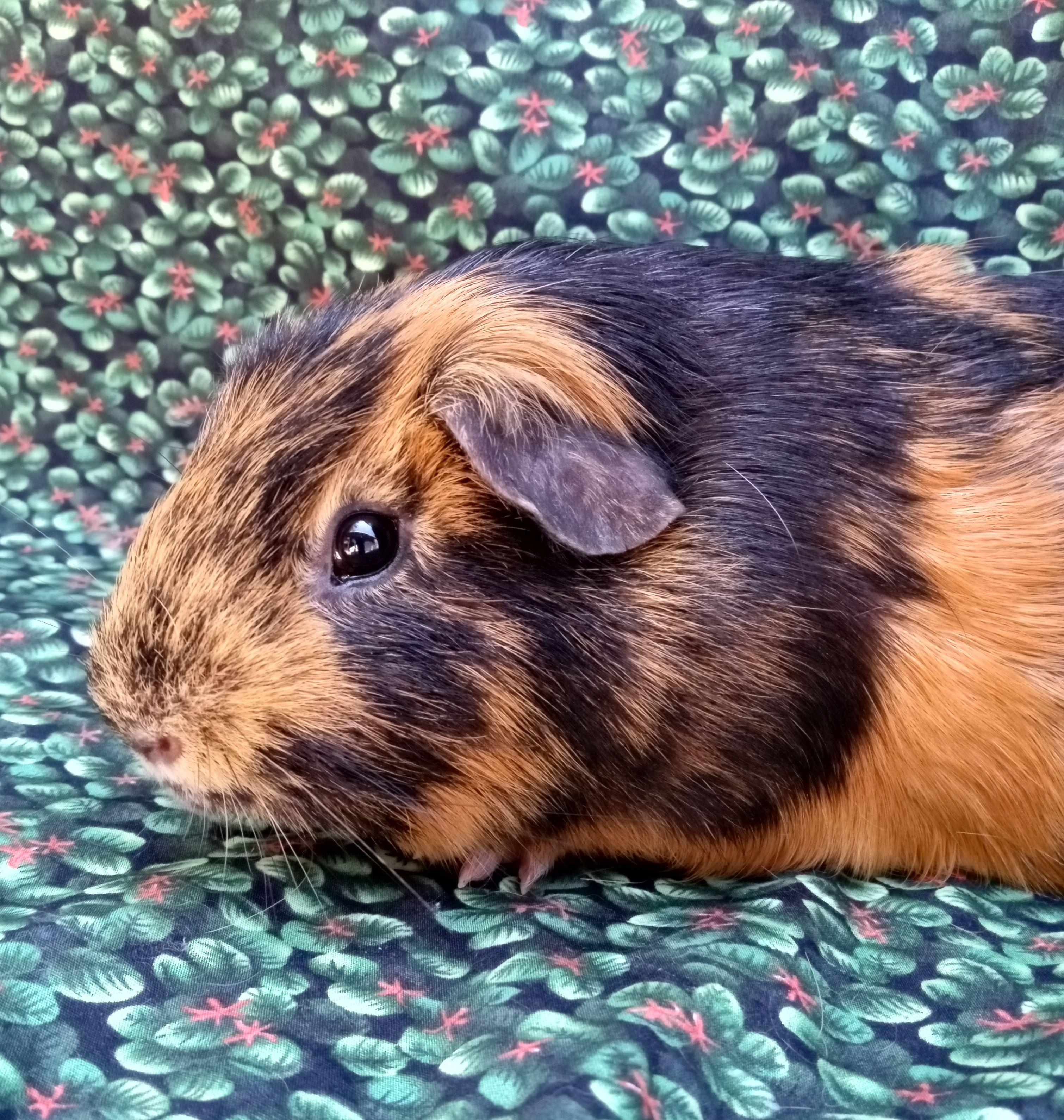 Russet Short-Haired Small & Furry