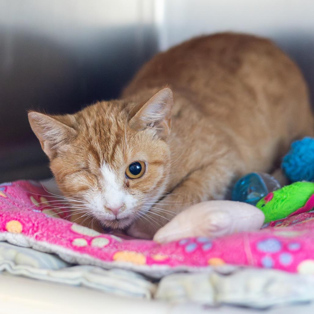 Jaws — thumbnail 2