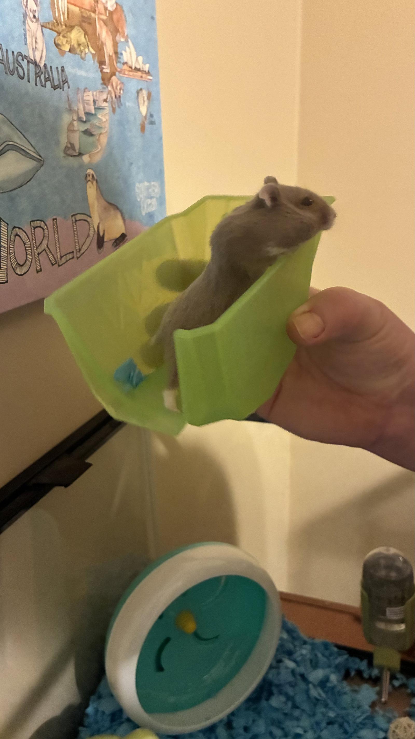 Mama, Adoptable, Young Female Hamster.