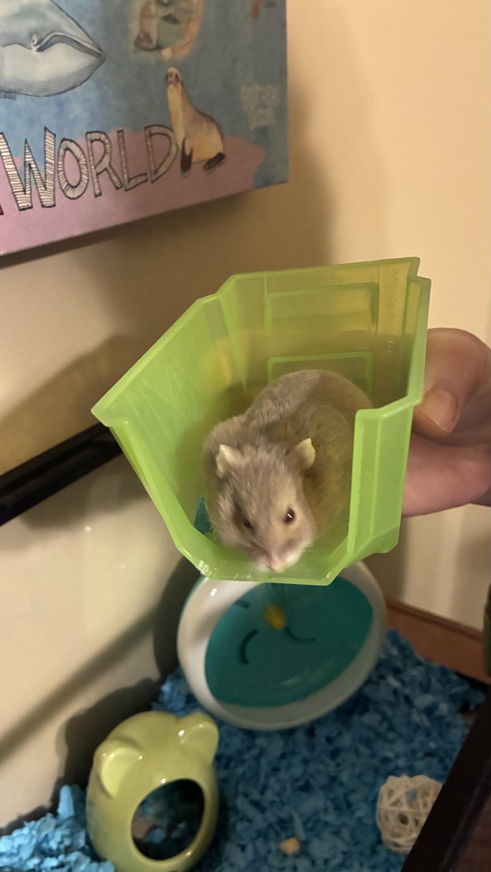 Enlarge Mama, a Adoptable Hamster in Aurora, IL image 2/2