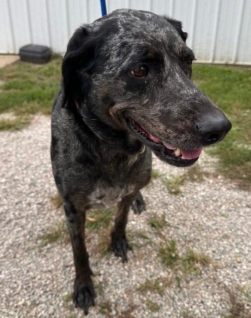 Enlarge Midge, a Adoptable mixed breed in Louisville, IL image 1/1