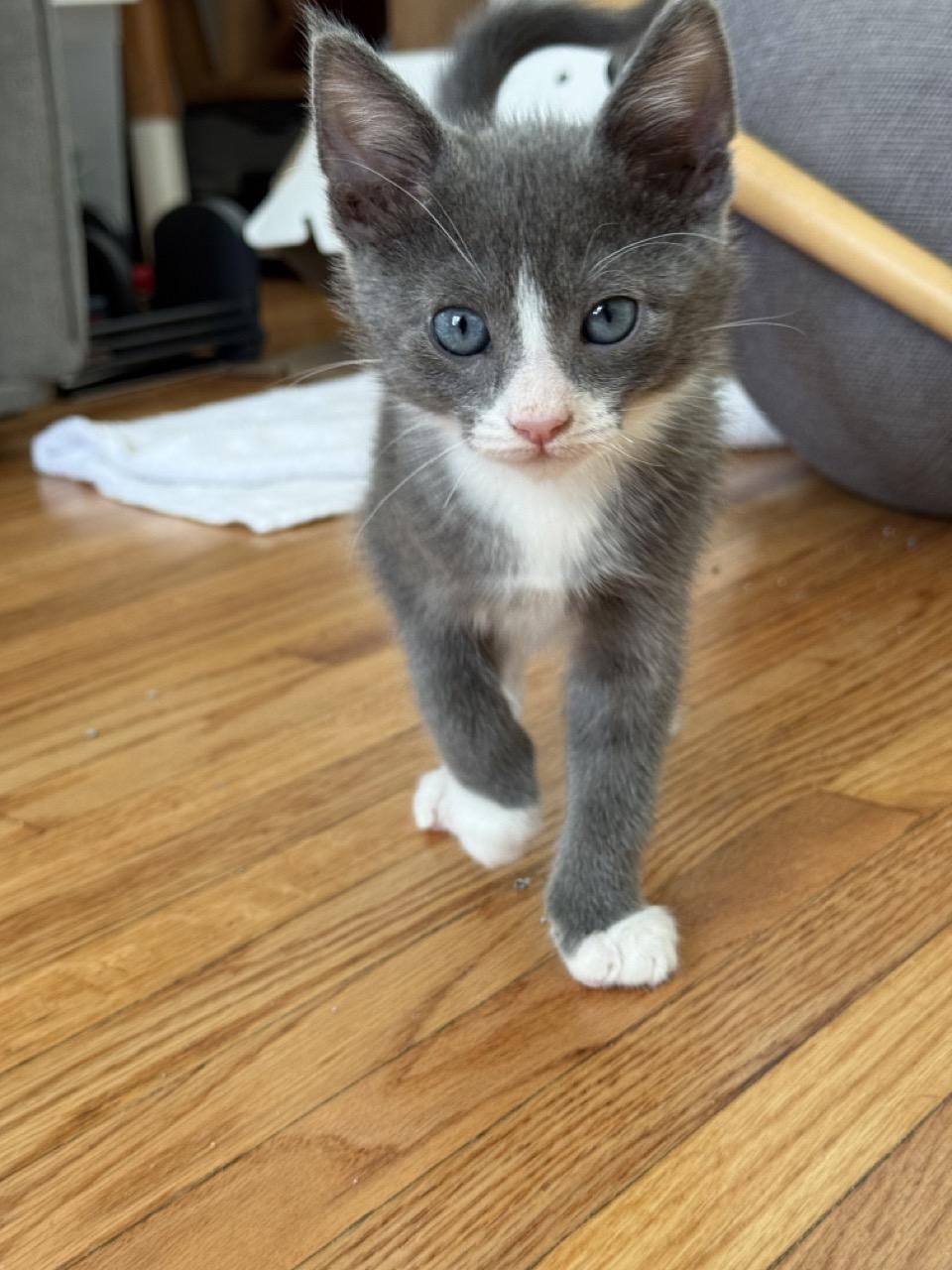 Little Grey, Adopted, Kitten Male Domestic Short Hair.