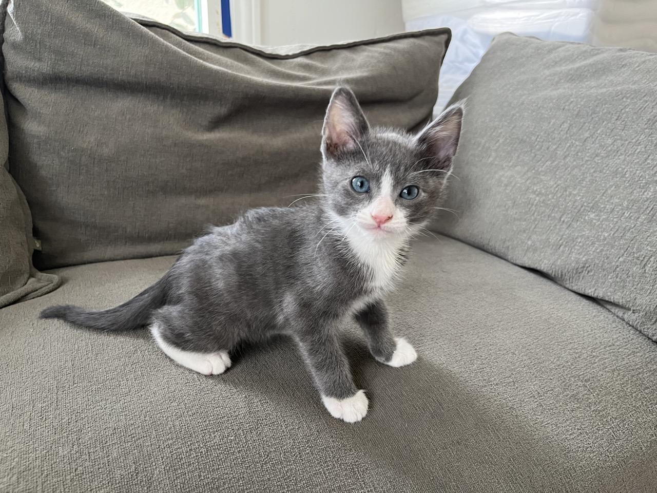 Little Grey, a Adopted Domestic Short Hair in South Pasadena, CA image 2/2