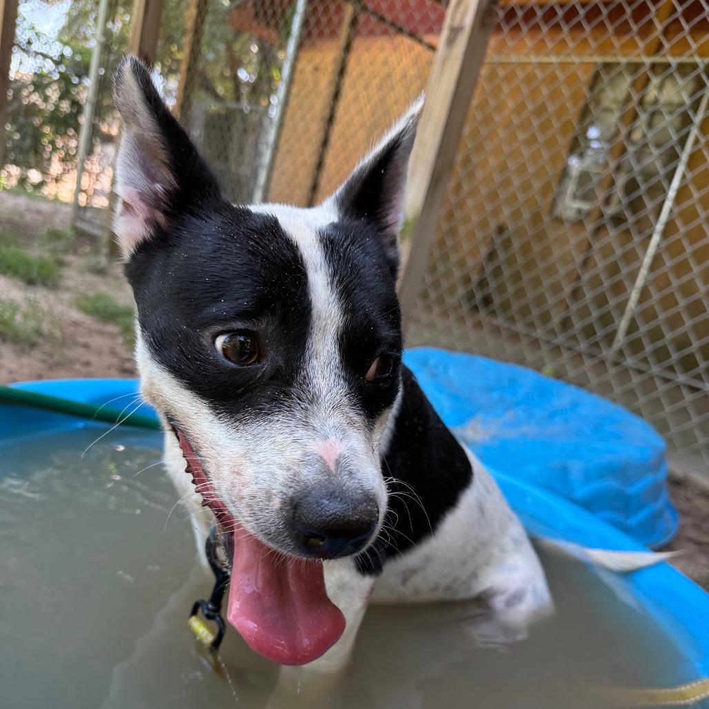 Bear, Adoptable, Adult Male Mixed Breed.