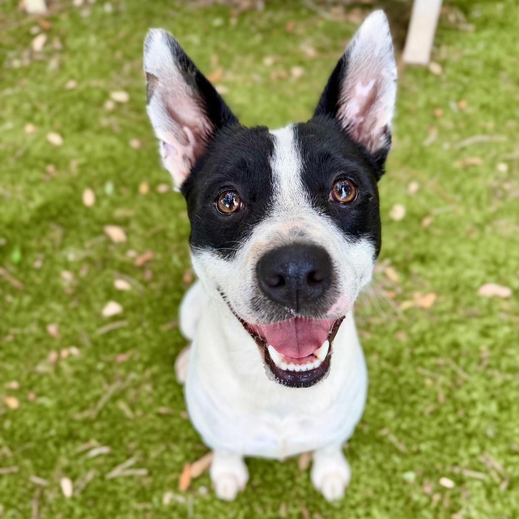 Enlarge Bear, a Adoptable Mixed Breed in Pensacola, FL image 2/6