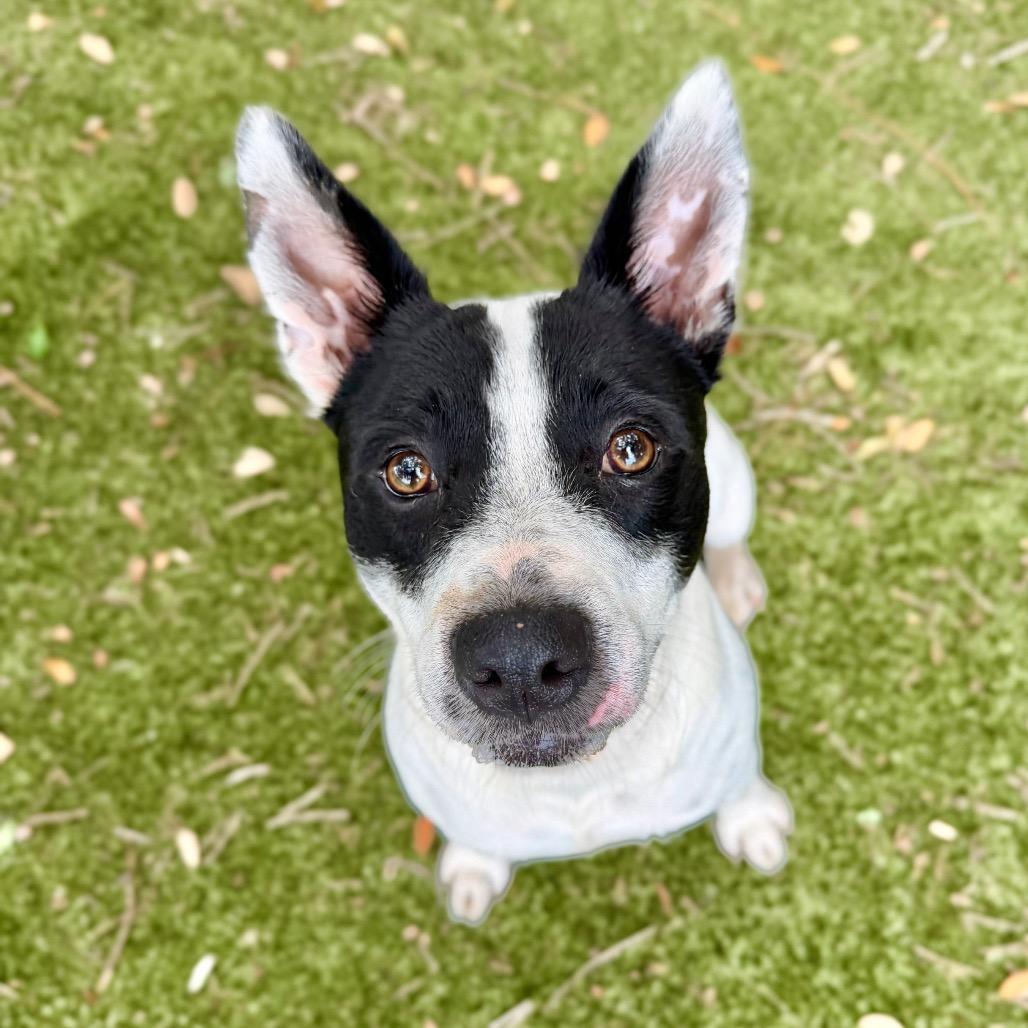 Enlarge Bear, a Adoptable Mixed Breed in Pensacola, FL image 3/6