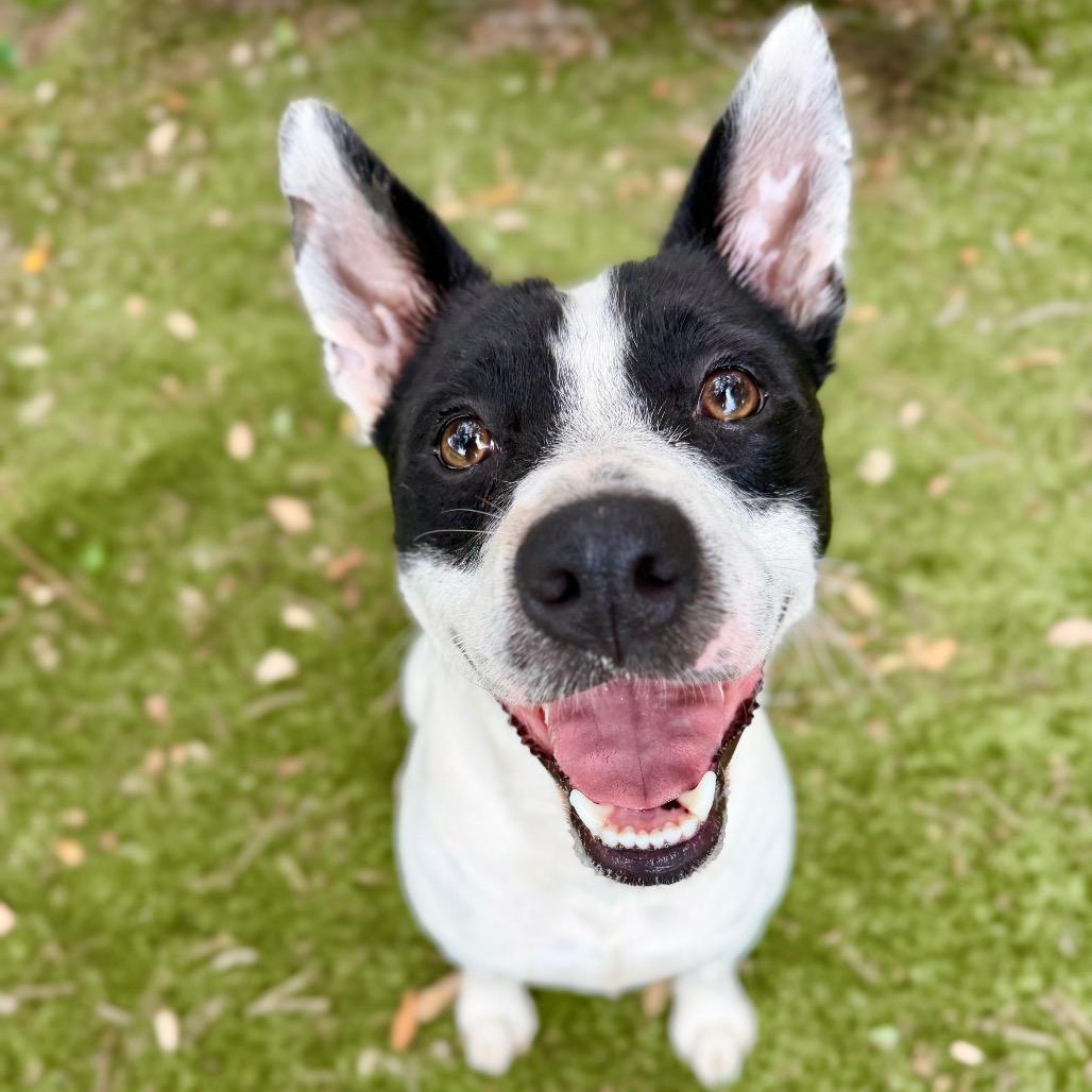 Enlarge Bear, a Adoptable Mixed Breed in Pensacola, FL image 4/6