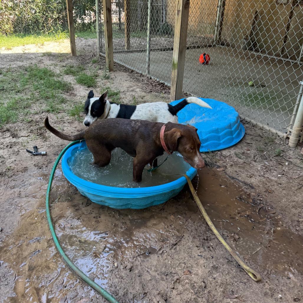 Enlarge Bear, a Adoptable Mixed Breed in Pensacola, FL image 5/6