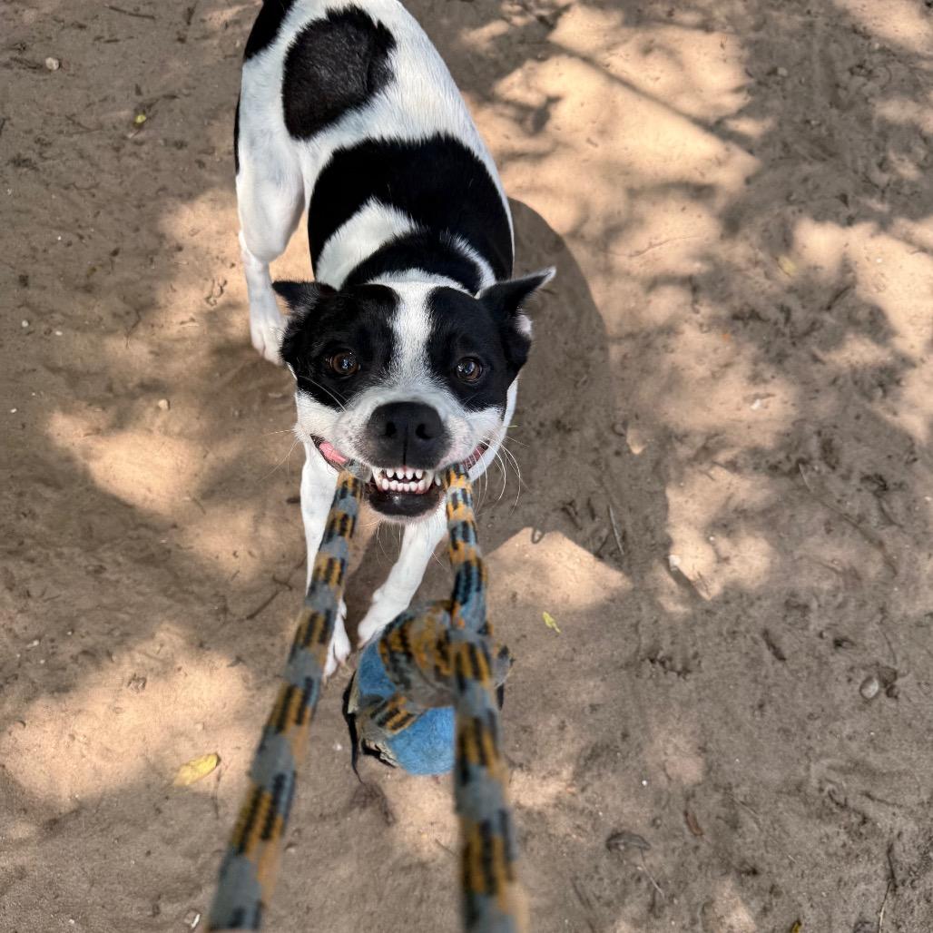 Enlarge Bear, a Adoptable Mixed Breed in Pensacola, FL image 6/6