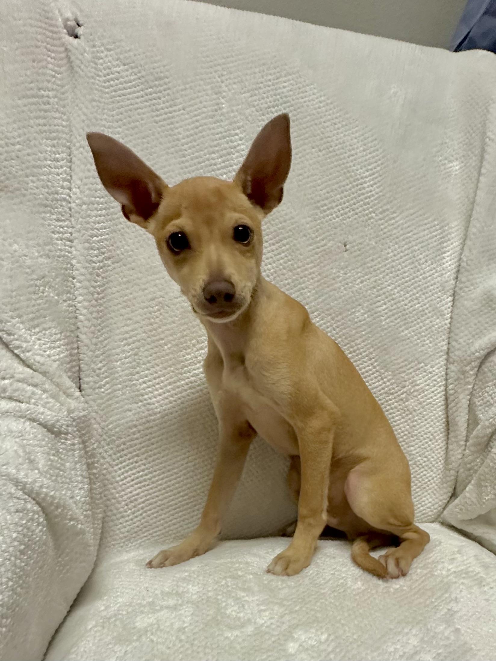 Enlarge Dobby, an adopted mixed breed in Walker, LA image 2/5