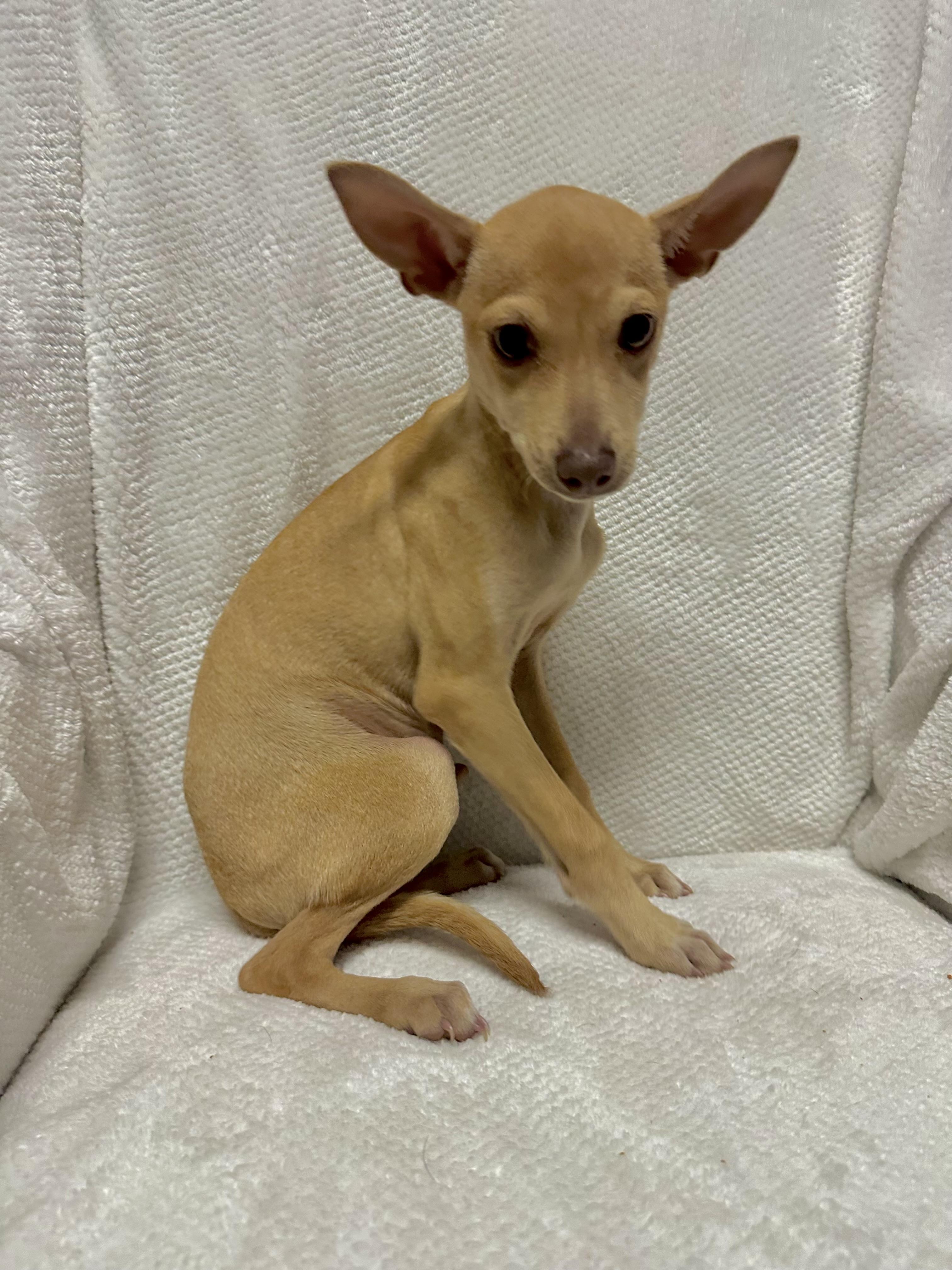 Enlarge Dobby, an adopted mixed breed in Walker, LA image 4/5