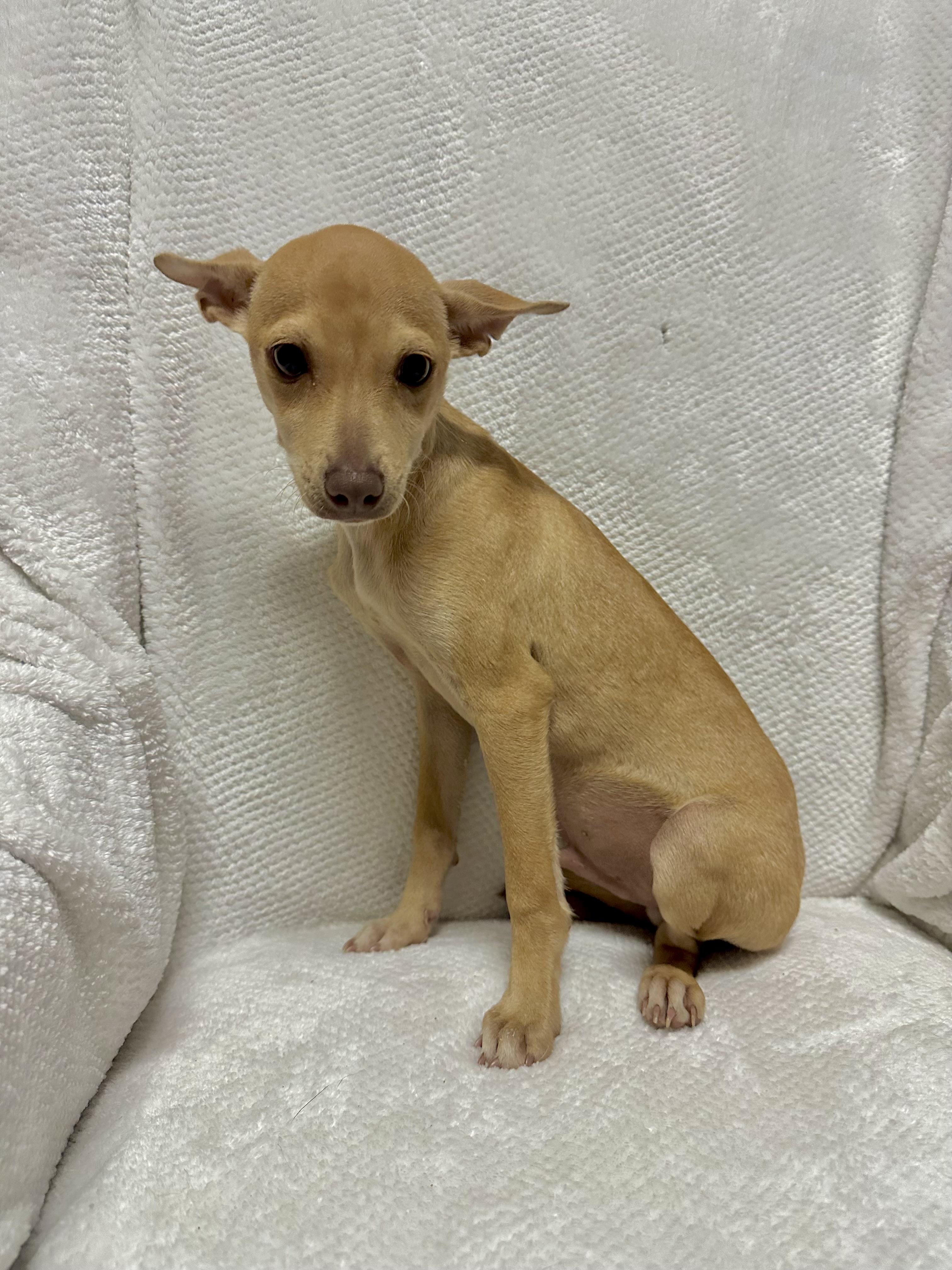 Enlarge Dobby, an adopted mixed breed in Walker, LA image 3/5