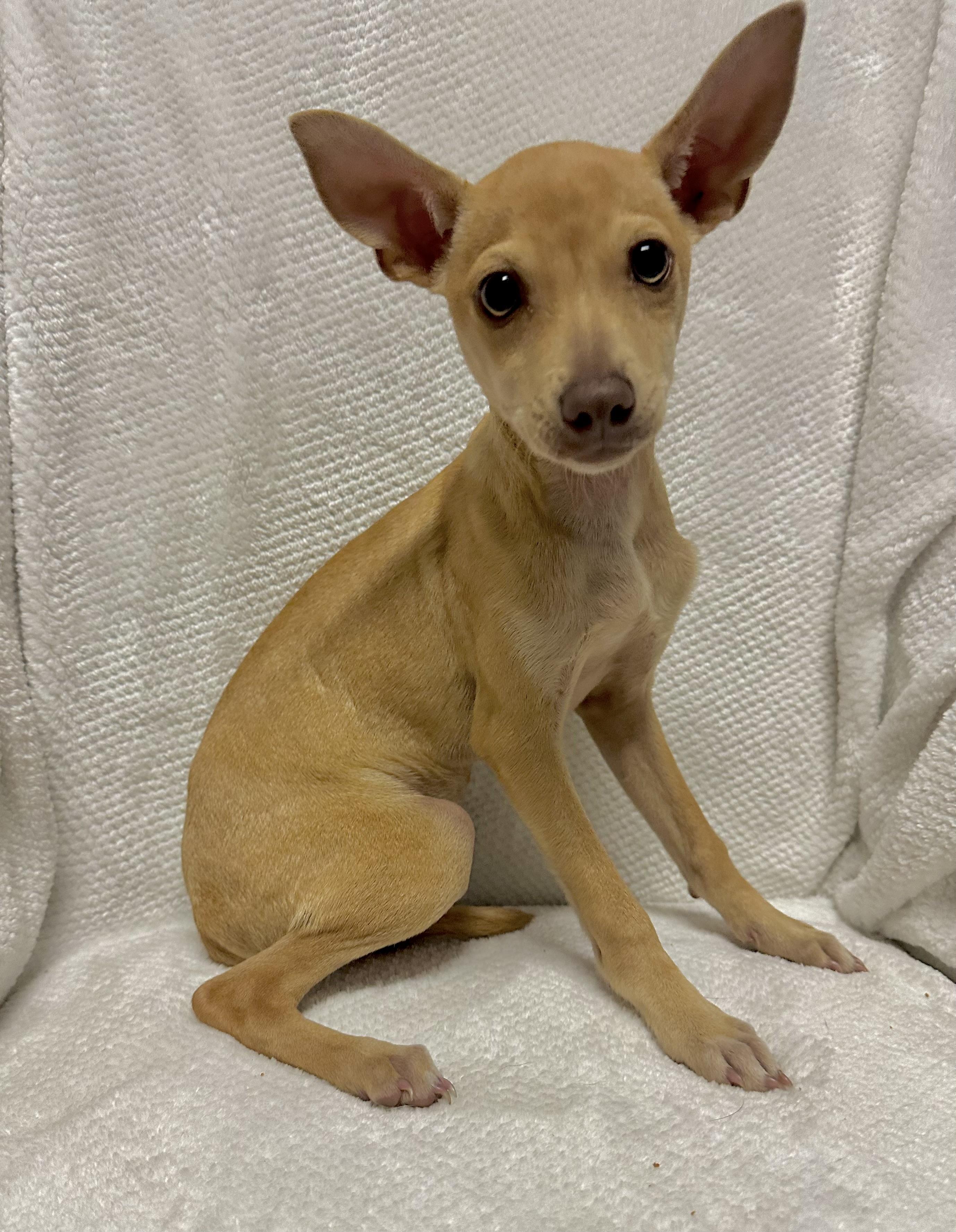 Dobby, adopted, Puppy Male Chihuahua & Feist.