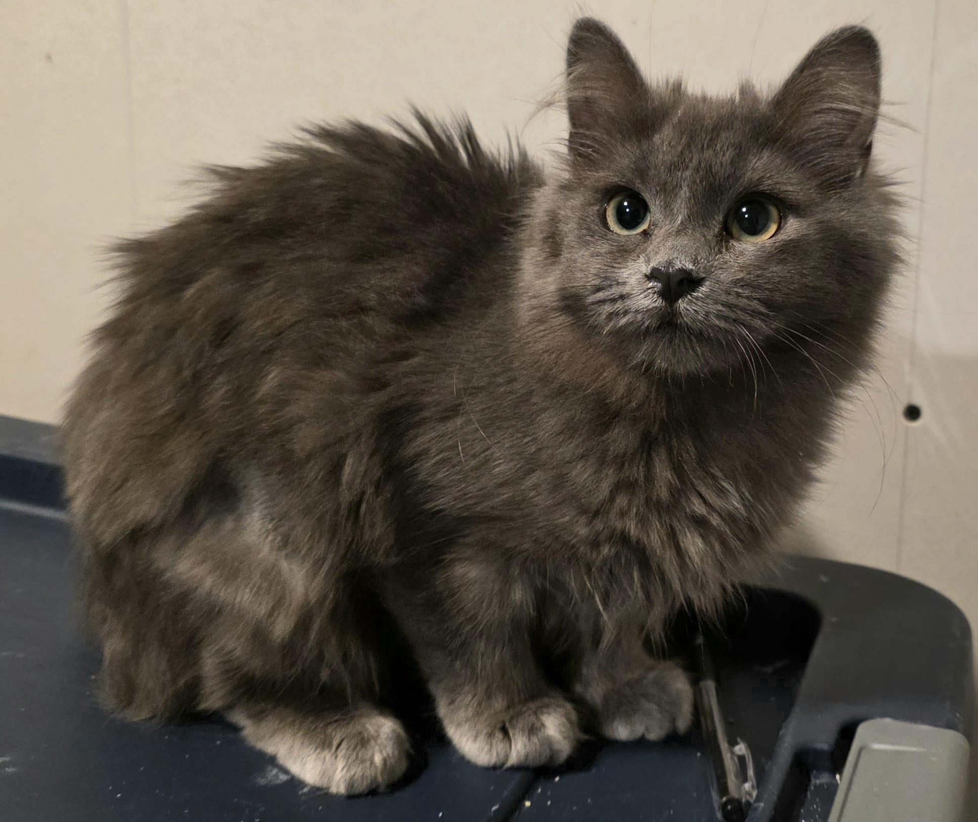Enlarge Giniro, an adopted Domestic Long Hair in Chattanooga, TN image 6/6